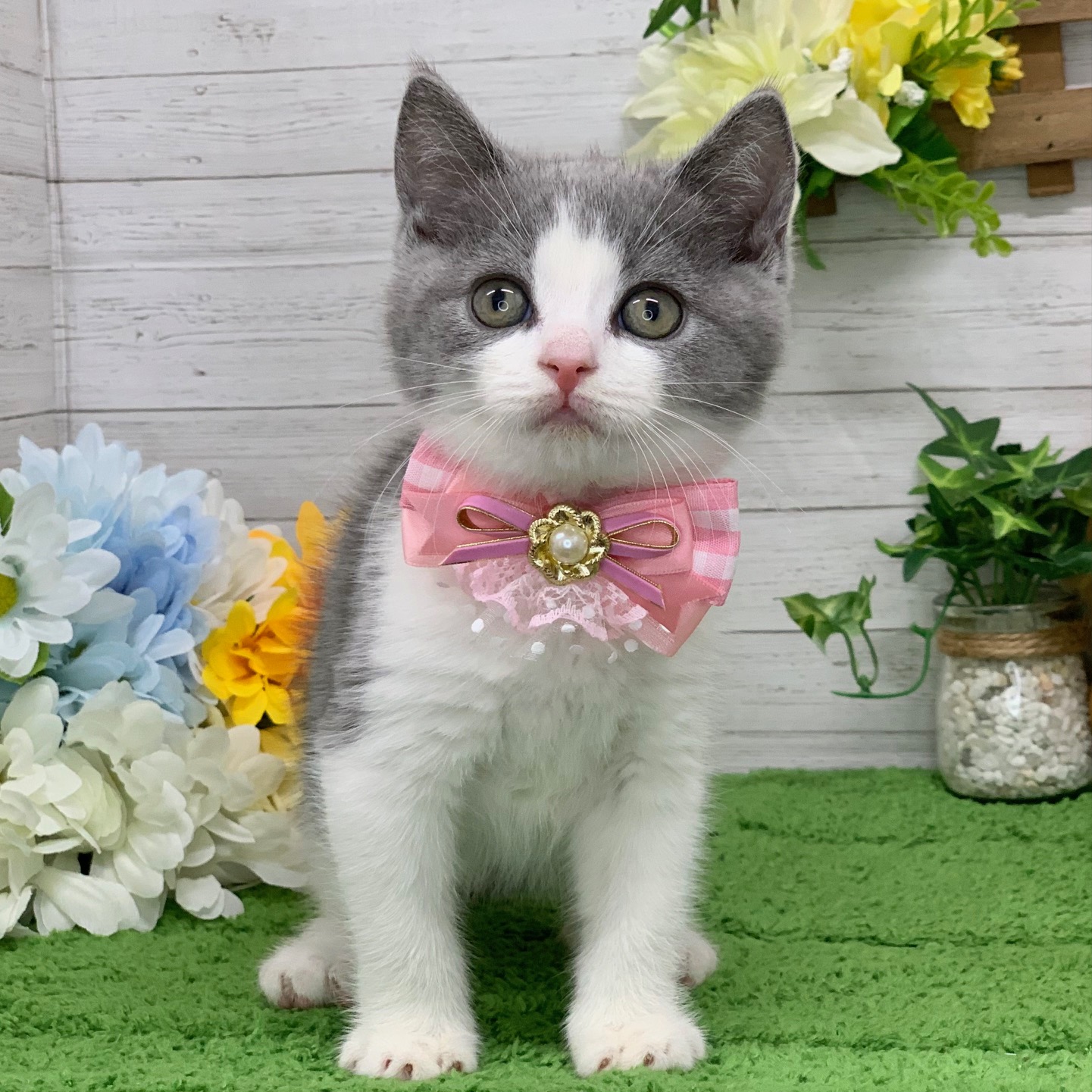 兵庫県のブリティッシュショートヘアー (ペッツワン神戸ひよどり台店/2025年10月9日生まれ/女の子/ブルーホワイト)の子猫の1枚目の画像