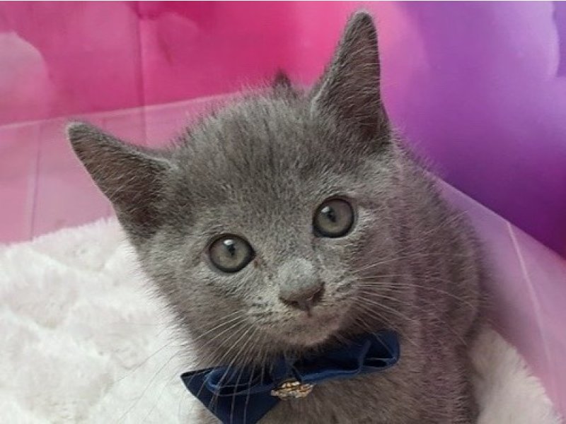 沖縄県のロシアンブルー (ペッツワンFCあがり浜店/2025年8月30日生まれ/男の子/ブルー)の子猫