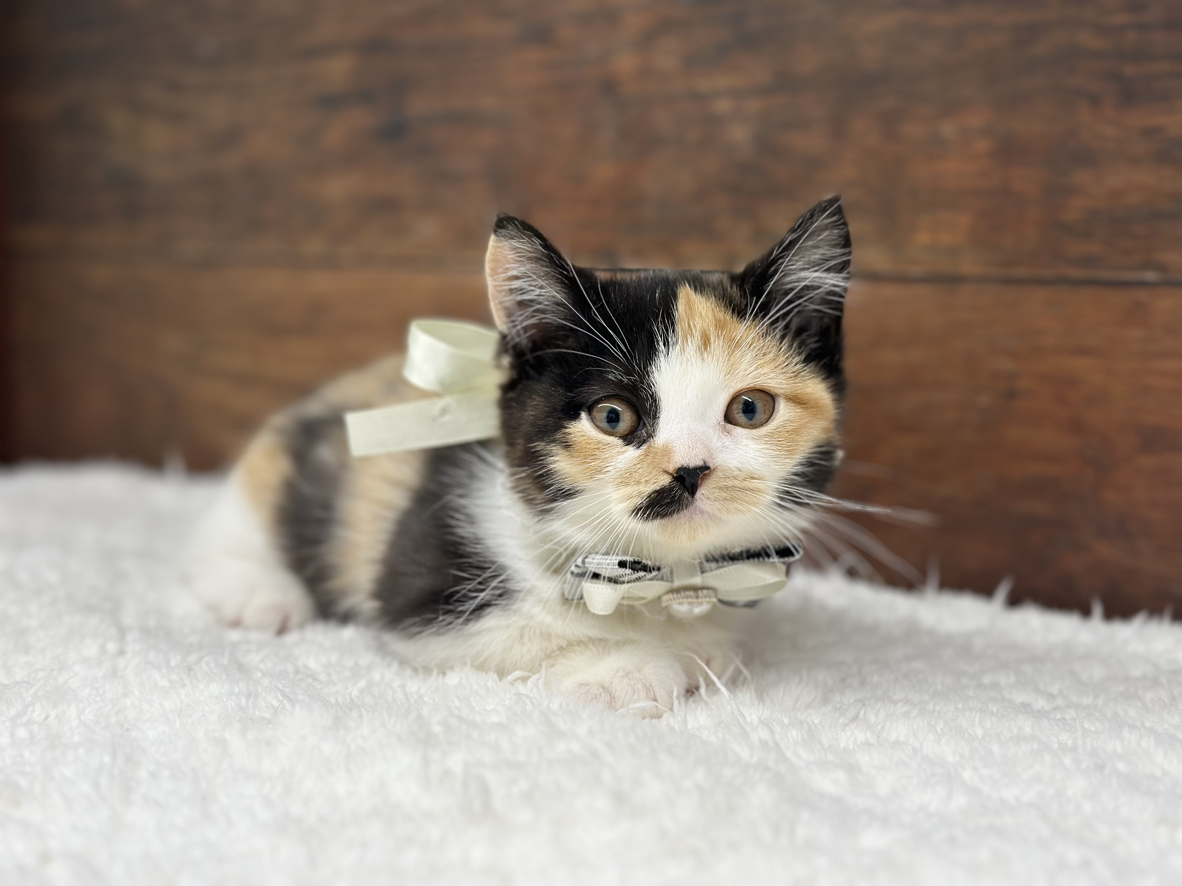 愛知県のマンチカン (ペッツワン名古屋大高インター店/2025年9月26日生まれ/女の子/ブラウンパッチドタビーホワイト)の子猫の2枚目の画像