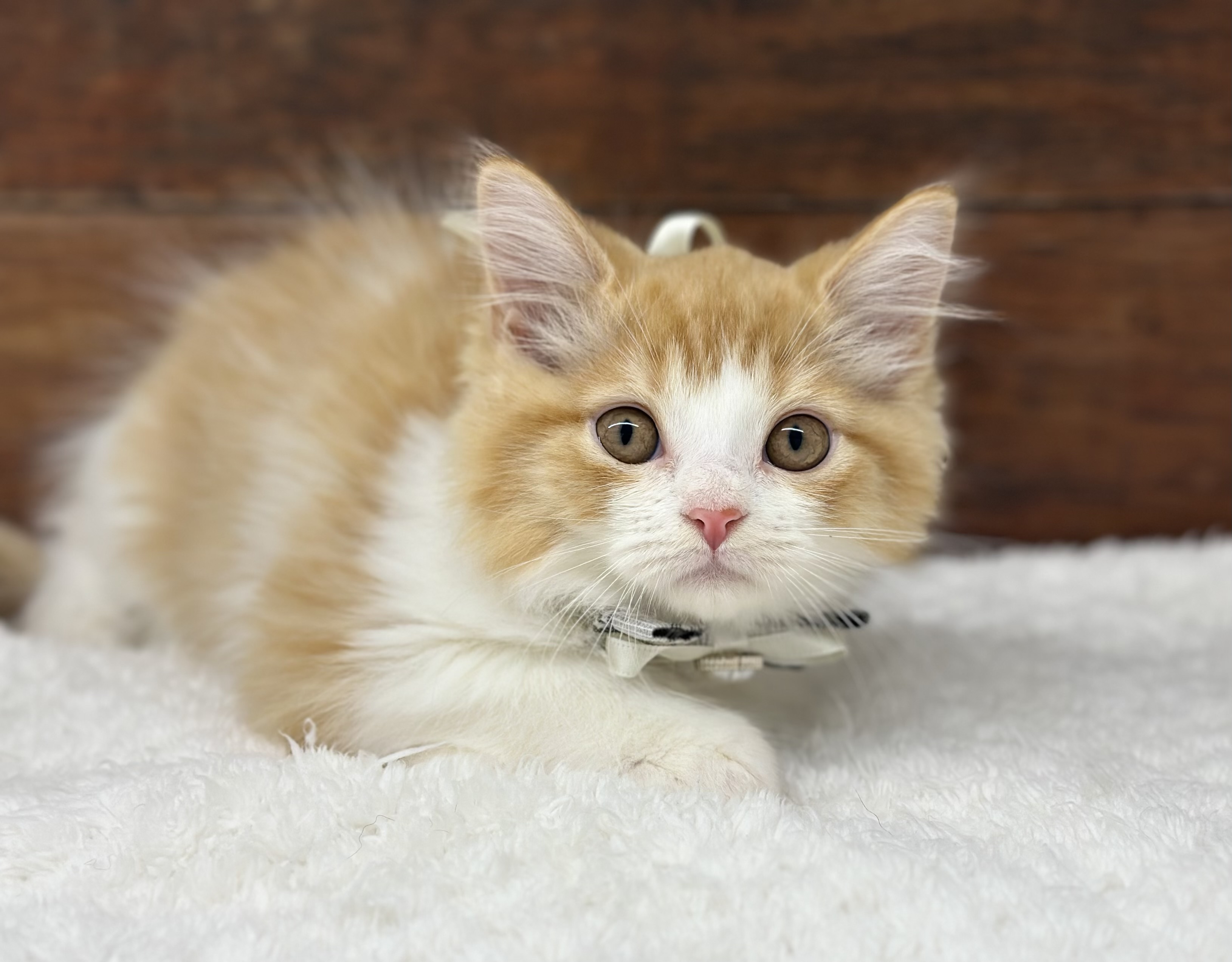 愛知県のマンチカン (ペッツワン名古屋大高インター店/2025年9月26日生まれ/男の子/レッドタビーホワイト)の子猫の2枚目の画像