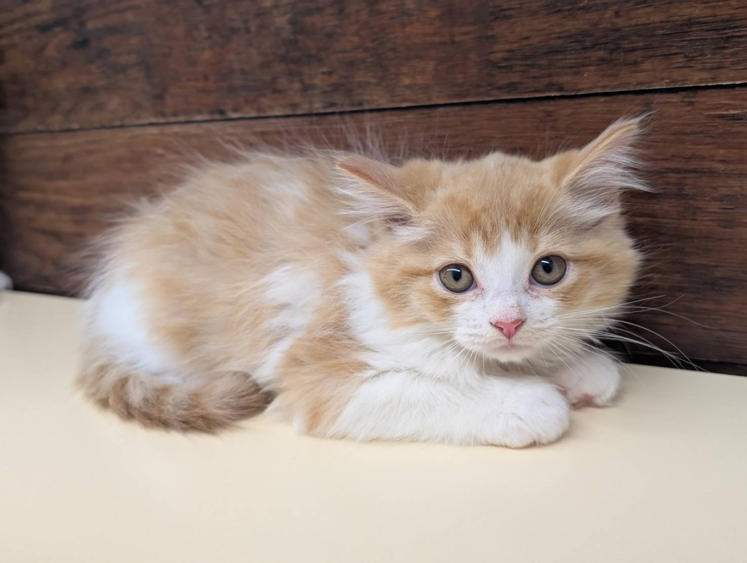 愛知県のマンチカン (ペッツワン名古屋大高インター店/2025年9月26日生まれ/男の子/レッドタビーホワイト)の子猫の3枚目の画像