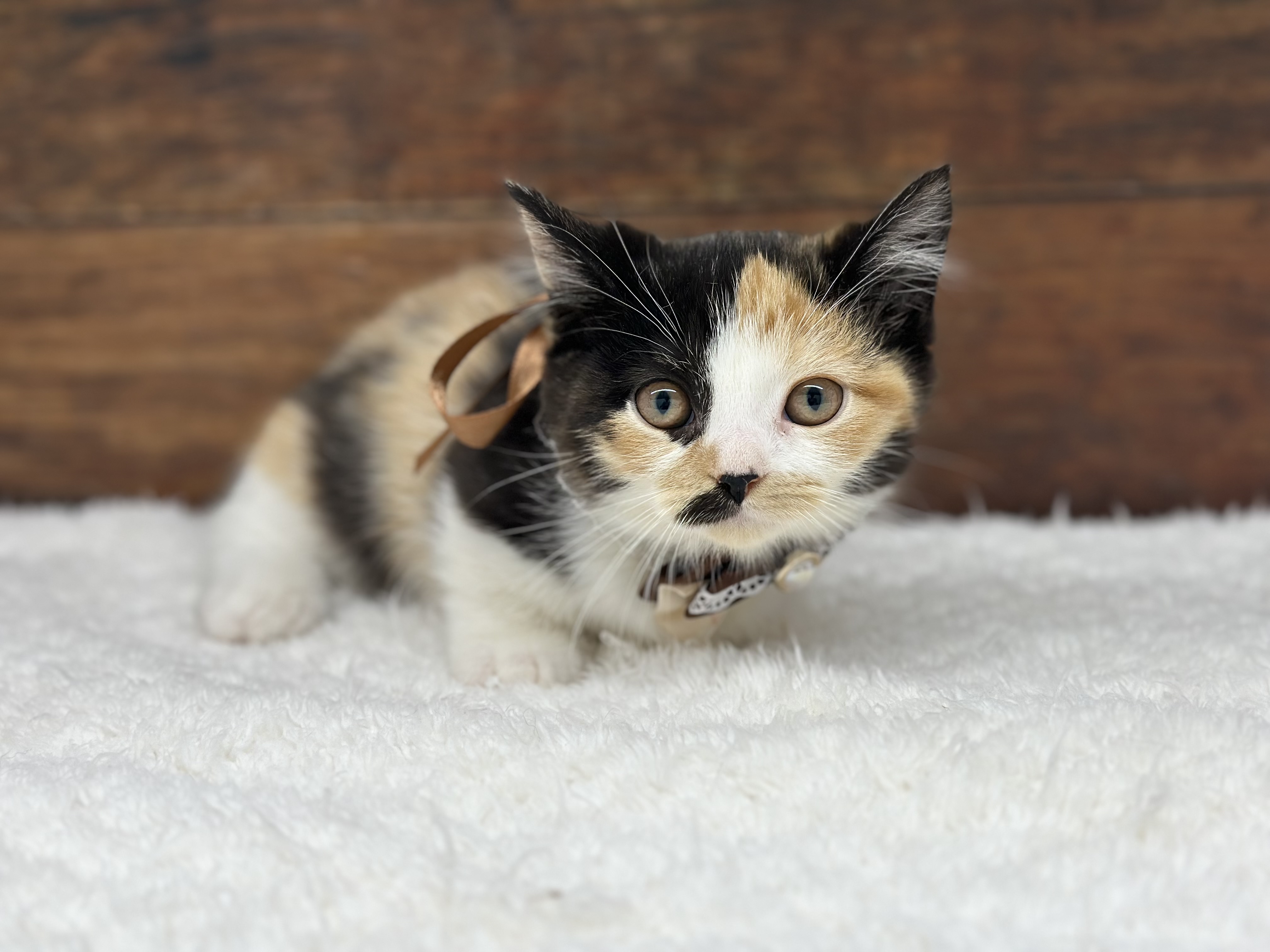 愛知県のマンチカン (ペッツワン名古屋大高インター店/2025年9月26日生まれ/女の子/ブラウンパッチドタビーホワイト)の子猫の1枚目の画像