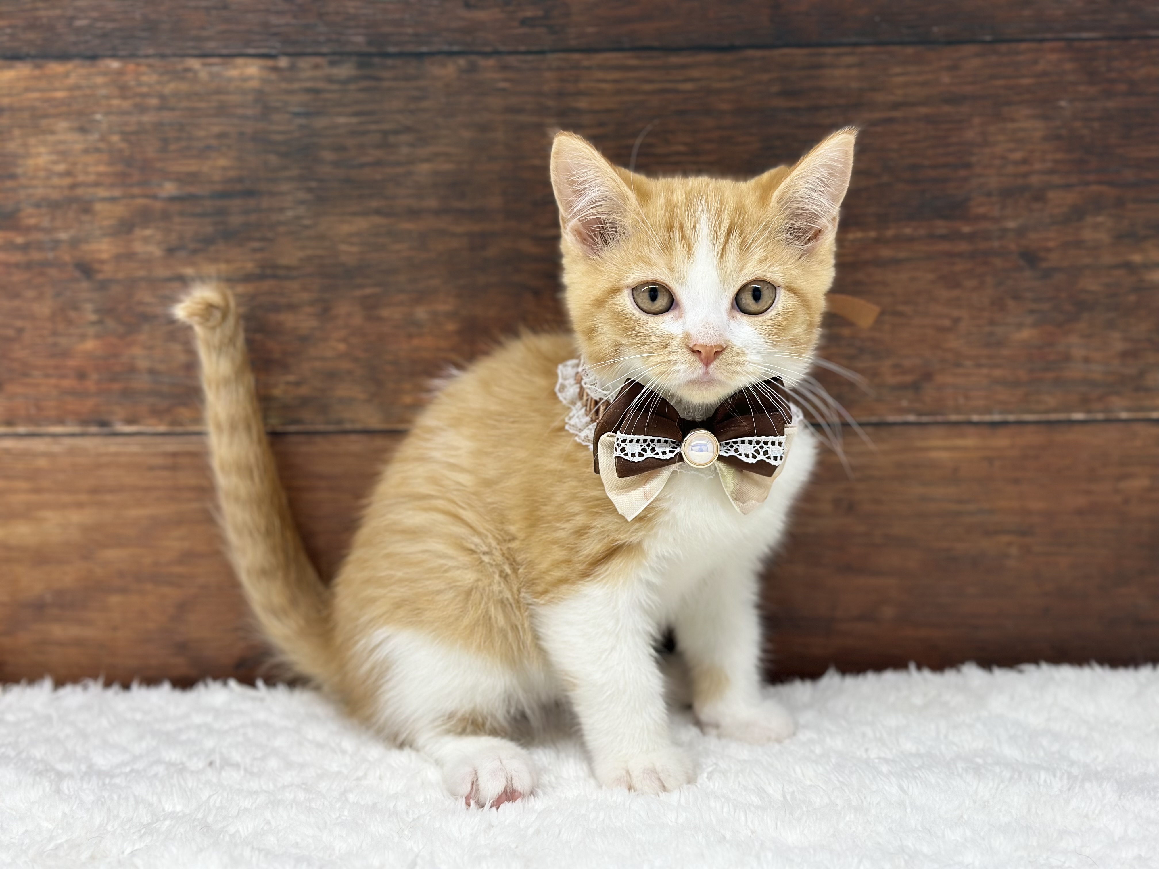 愛知県のマンチカン (ペッツワン名古屋大高インター店/2025年9月26日生まれ/女の子/レッドタビーホワイト)の子猫の2枚目の画像