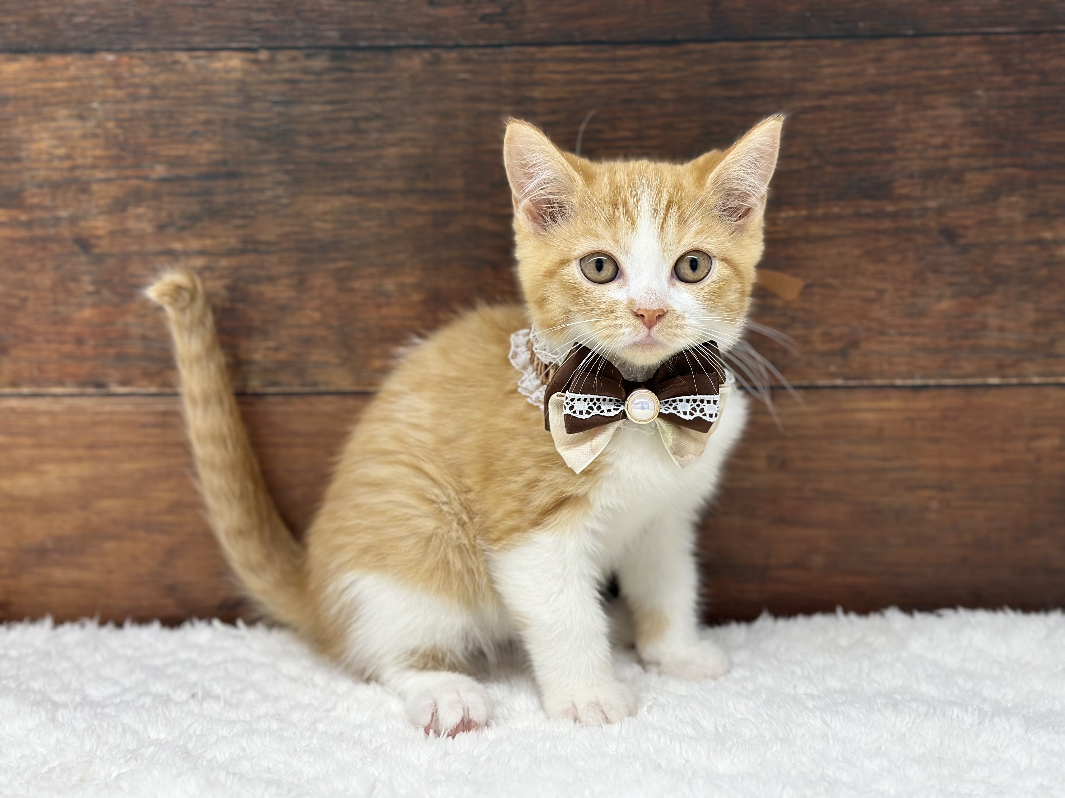 愛知県のマンチカン (ペッツワン名古屋大高インター店/2025年9月26日生まれ/女の子/レッドタビーホワイト)の子猫の1枚目の画像