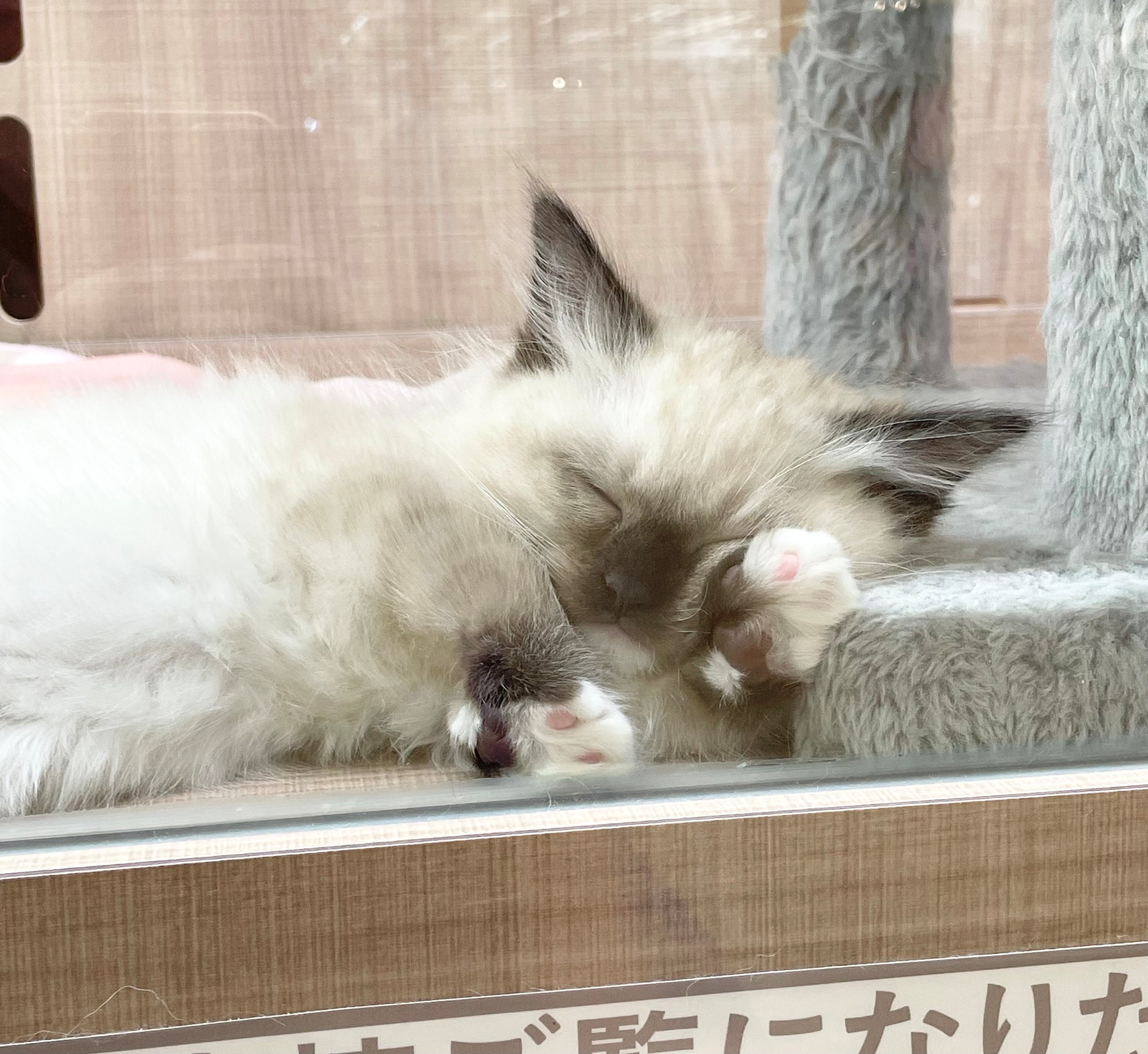 岐阜県のラグドール (ペッツワン可児店/2025年10月8日生まれ/女の子/シールポイント)の子猫の3枚目の画像