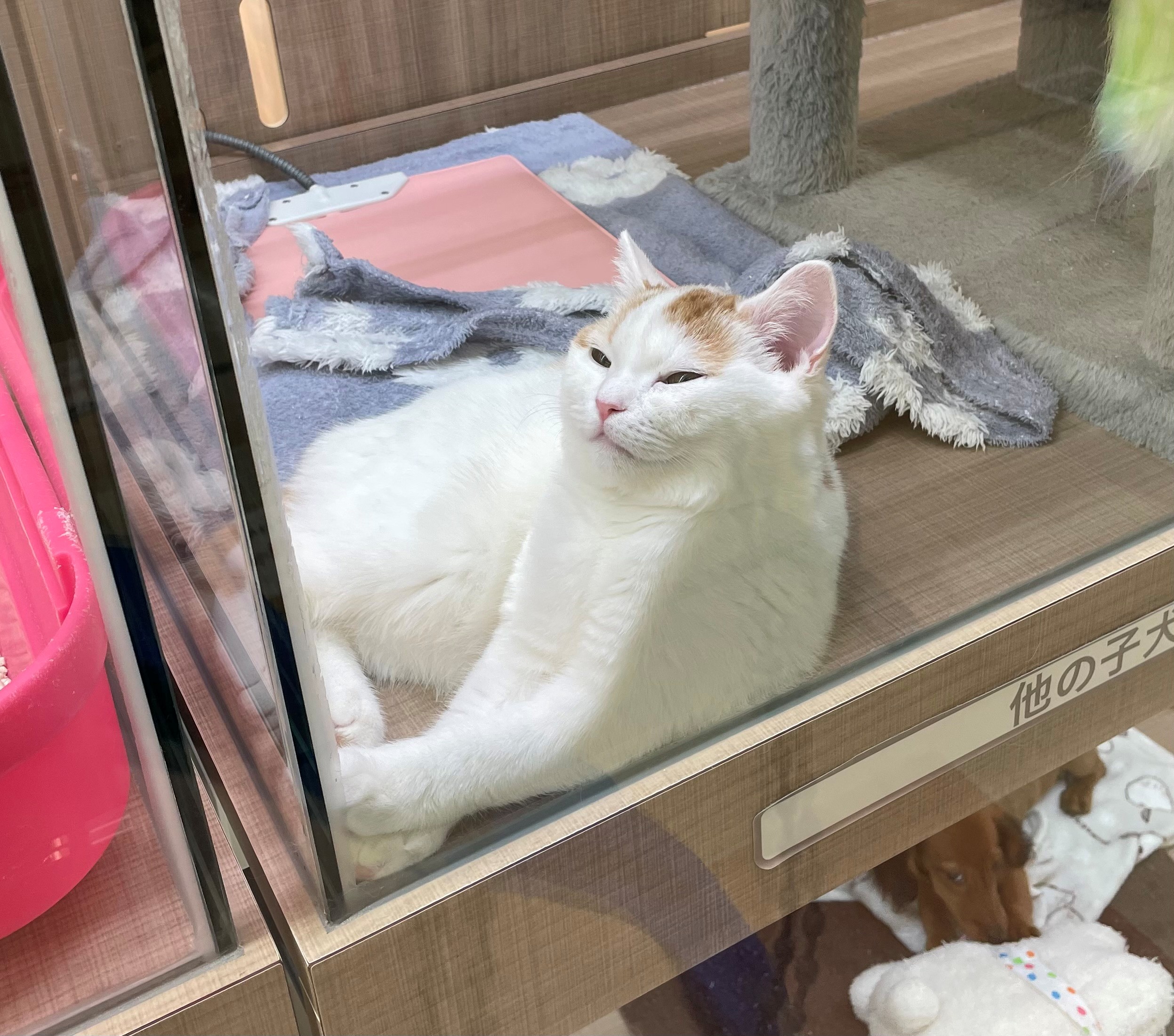 岐阜県のスコティッシュフォールド (ペッツワン可児店/2025年7月18日生まれ/女の子/クリームタビーホワイト)の子猫の2枚目の画像