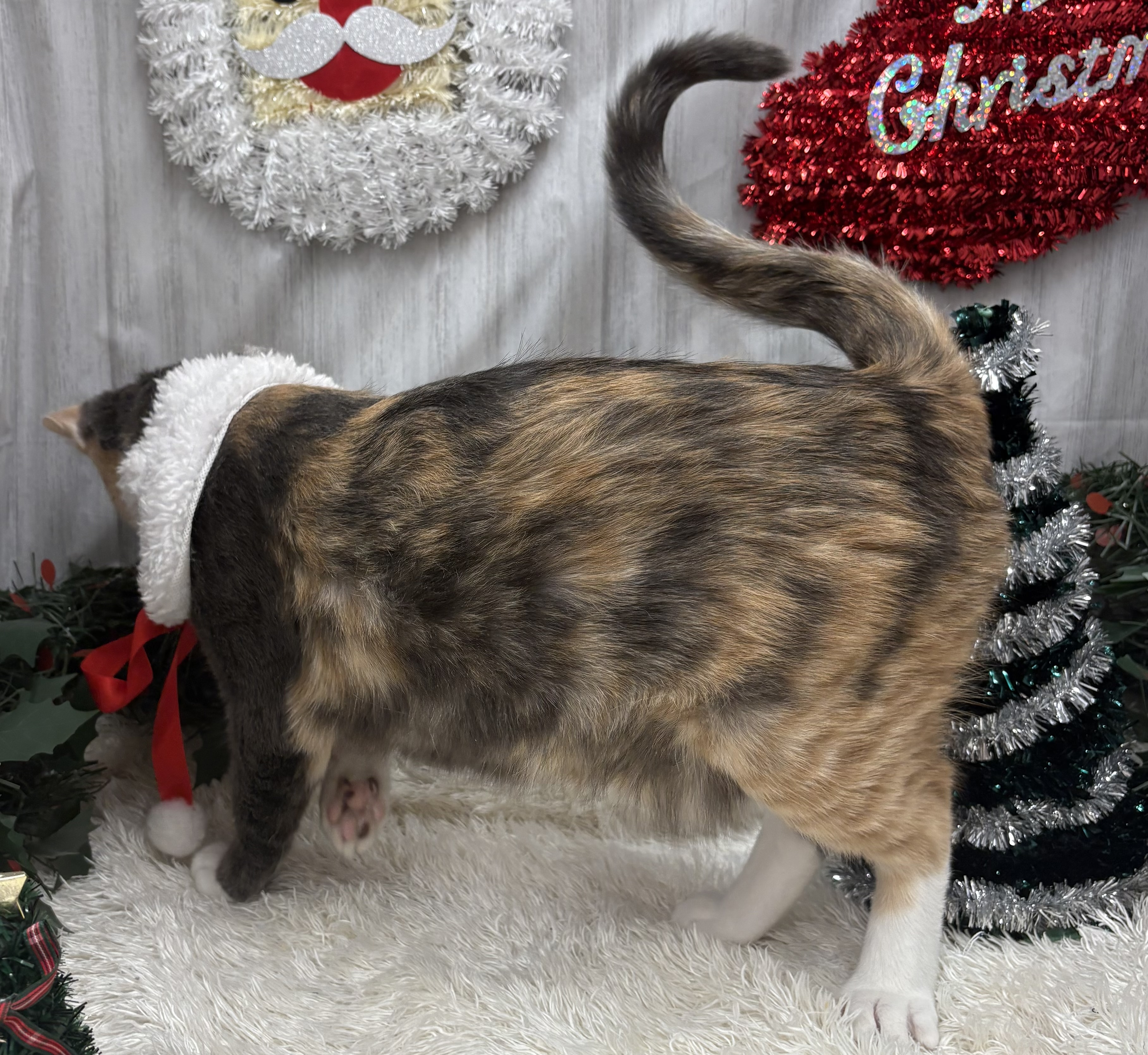 千葉県のミヌエット (ペッツワン佐倉店/2025年4月6日生まれ/女の子/ダイリュートキャリコ)の子猫の3枚目の画像