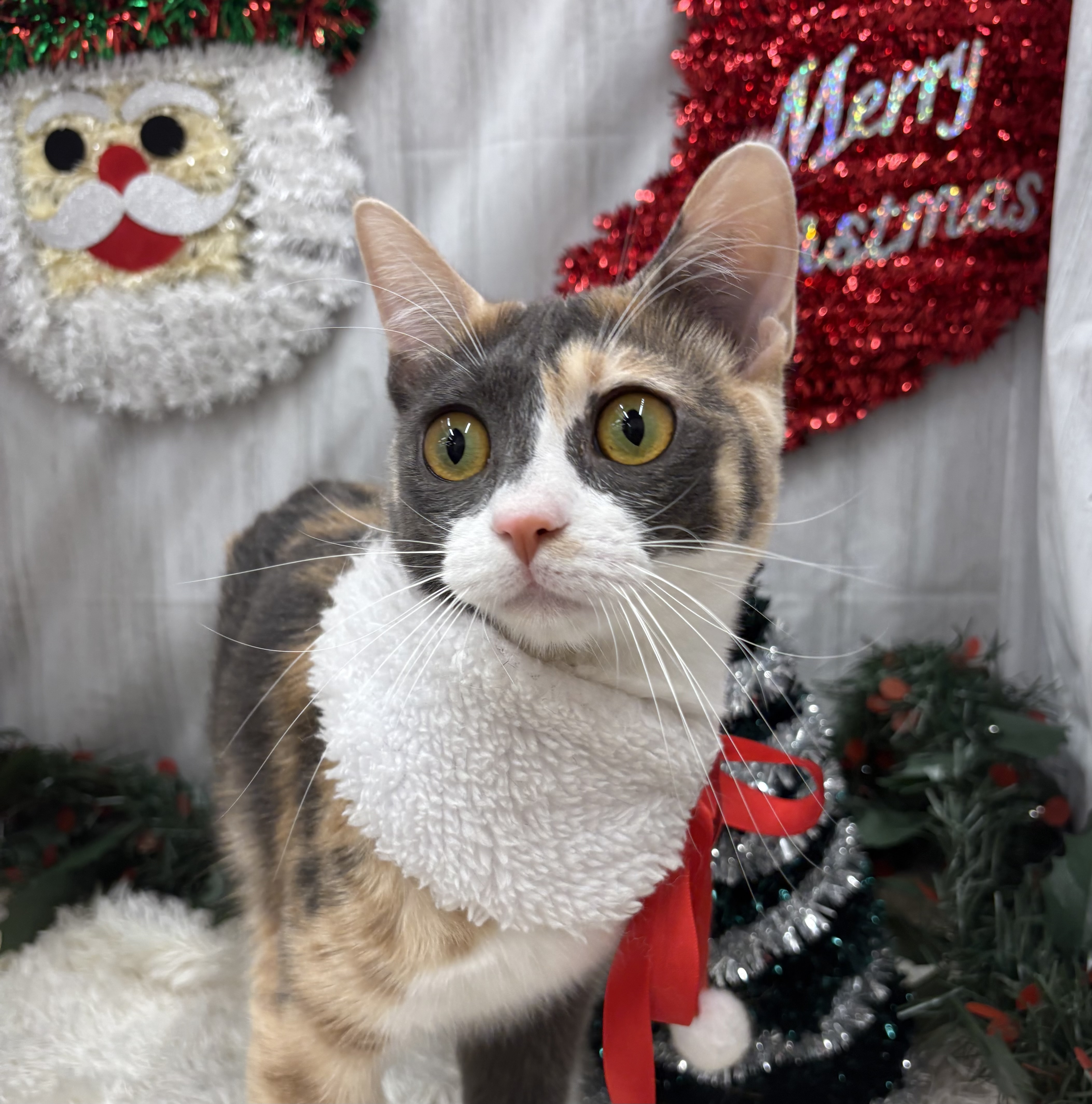 千葉県のミヌエット (ペッツワン佐倉店/2025年4月6日生まれ/女の子/ダイリュートキャリコ)の子猫の1枚目の画像