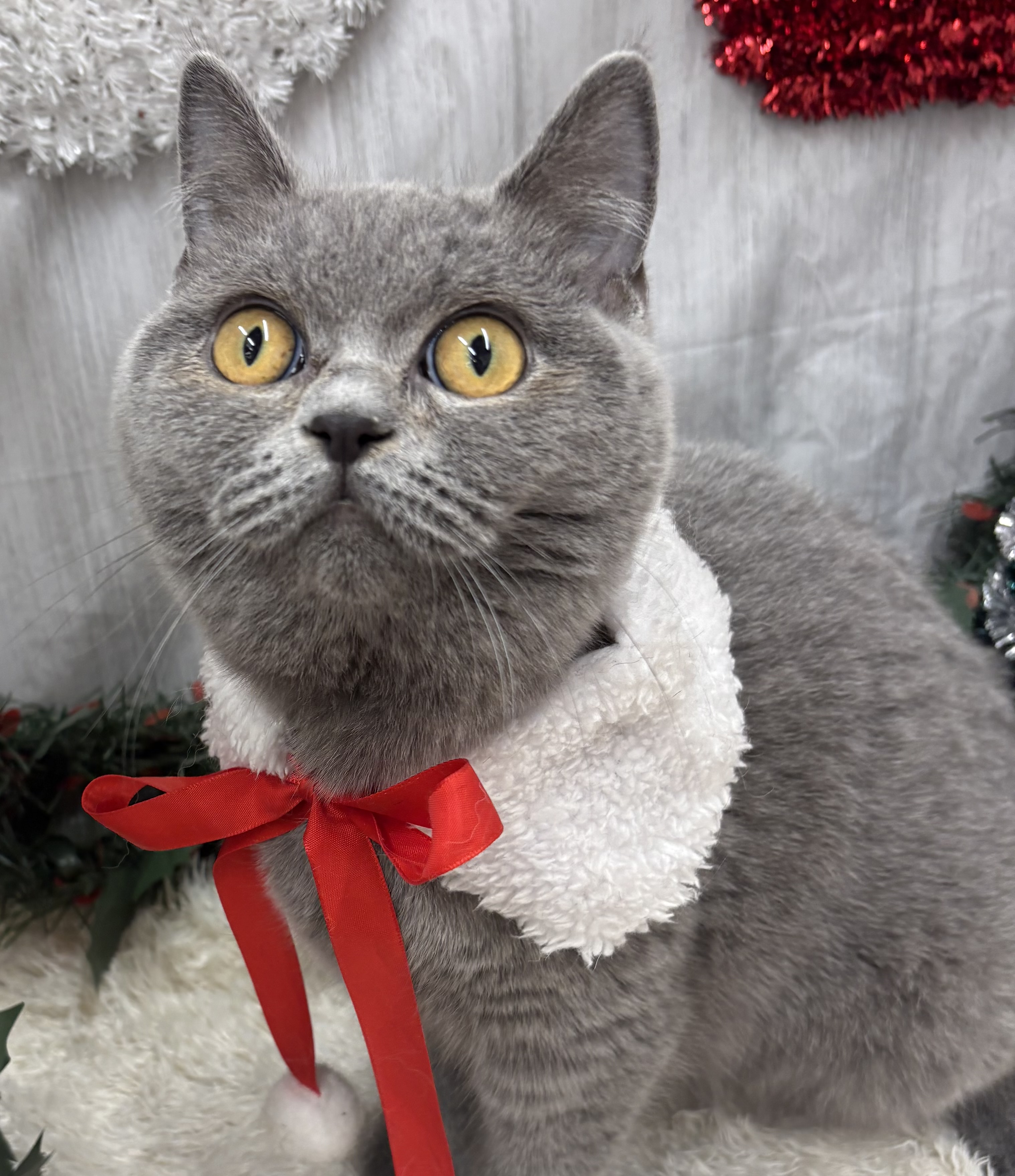 千葉県のブリティッシュショートヘアー (ペッツワン佐倉店/2025年6月29日生まれ/女の子/ブルー)の子猫の2枚目の画像