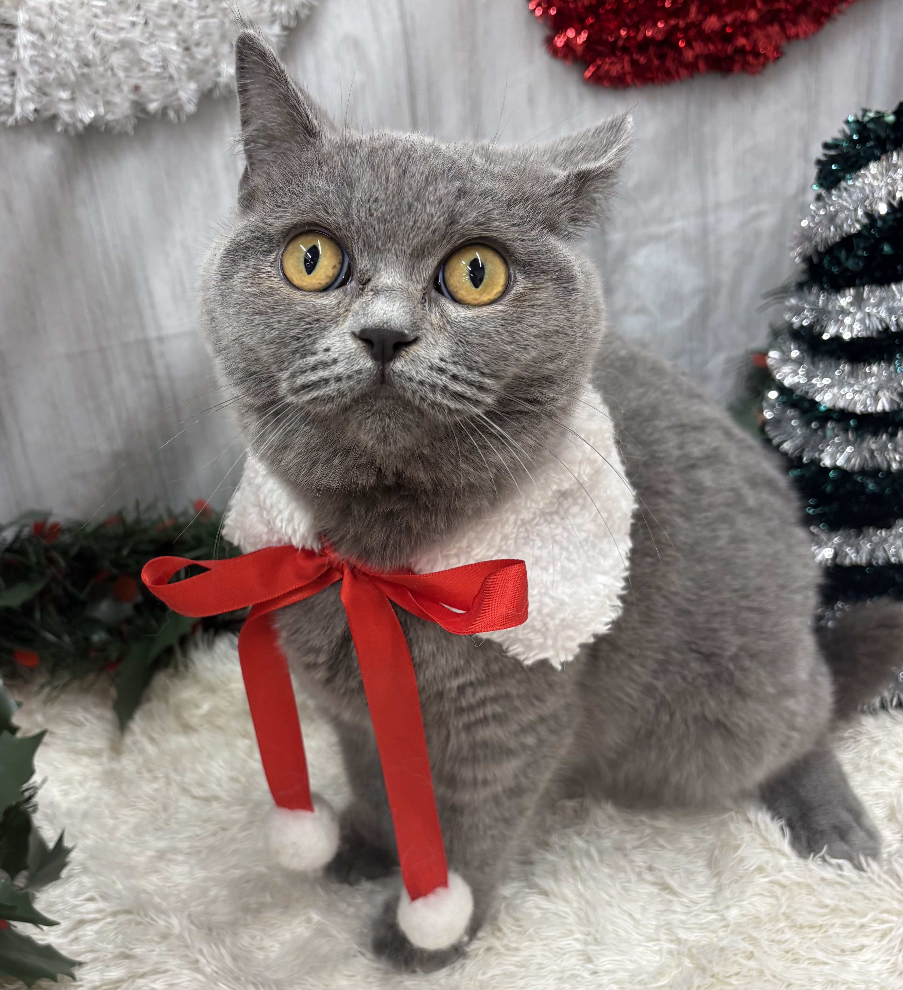 千葉県のブリティッシュショートヘアー (ペッツワン佐倉店/2025年6月29日生まれ/女の子/ブルー)の子猫の1枚目の画像