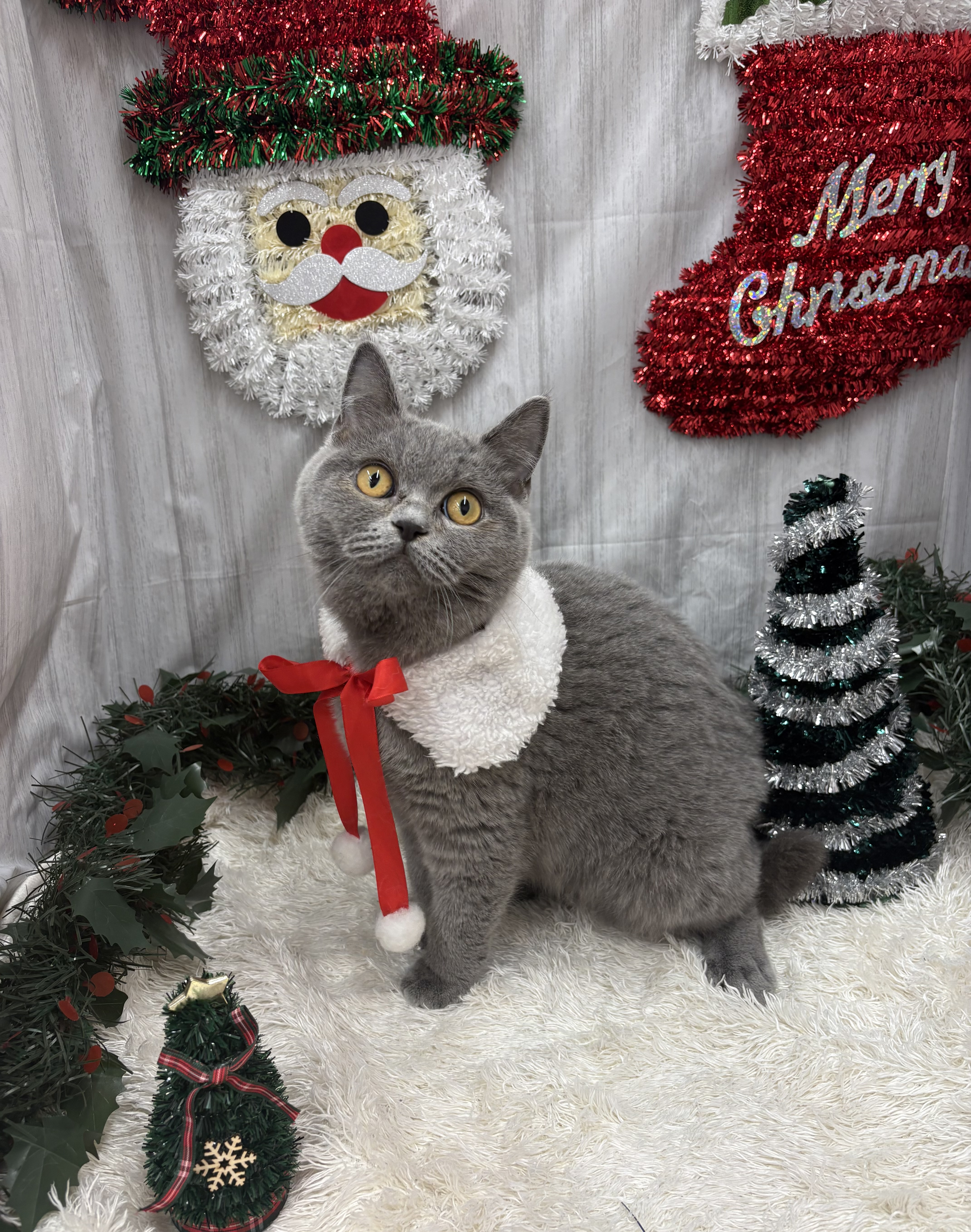 千葉県のブリティッシュショートヘアー (ペッツワン佐倉店/2025年6月29日生まれ/女の子/ブルー)の子猫の3枚目の画像