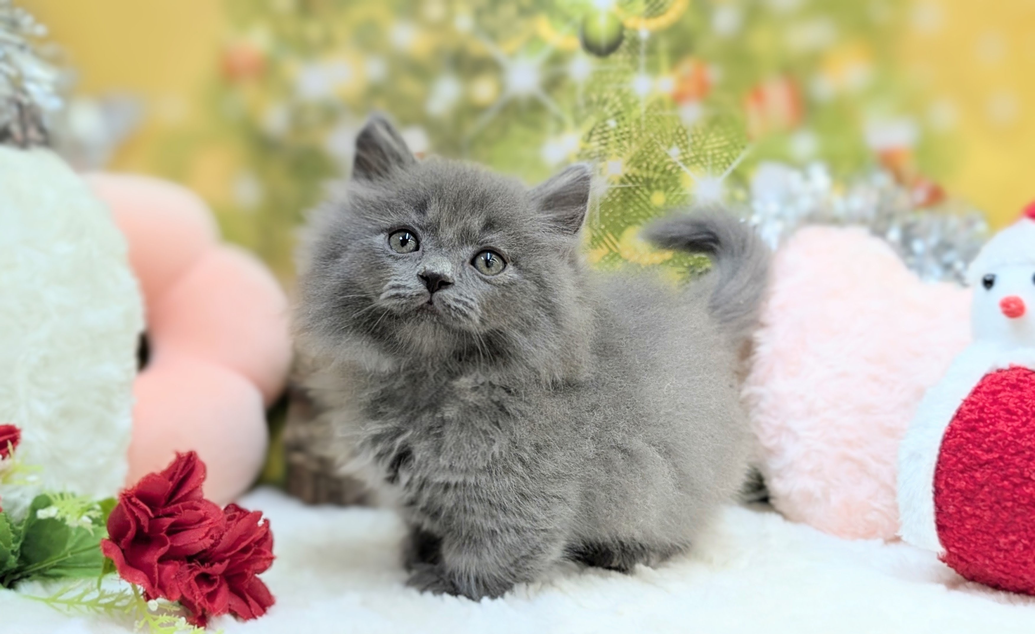 兵庫県のマンチカン (ペッツワン神戸西神南店/2025年10月13日生まれ/男の子/ブルータビー)の子猫の2枚目の画像