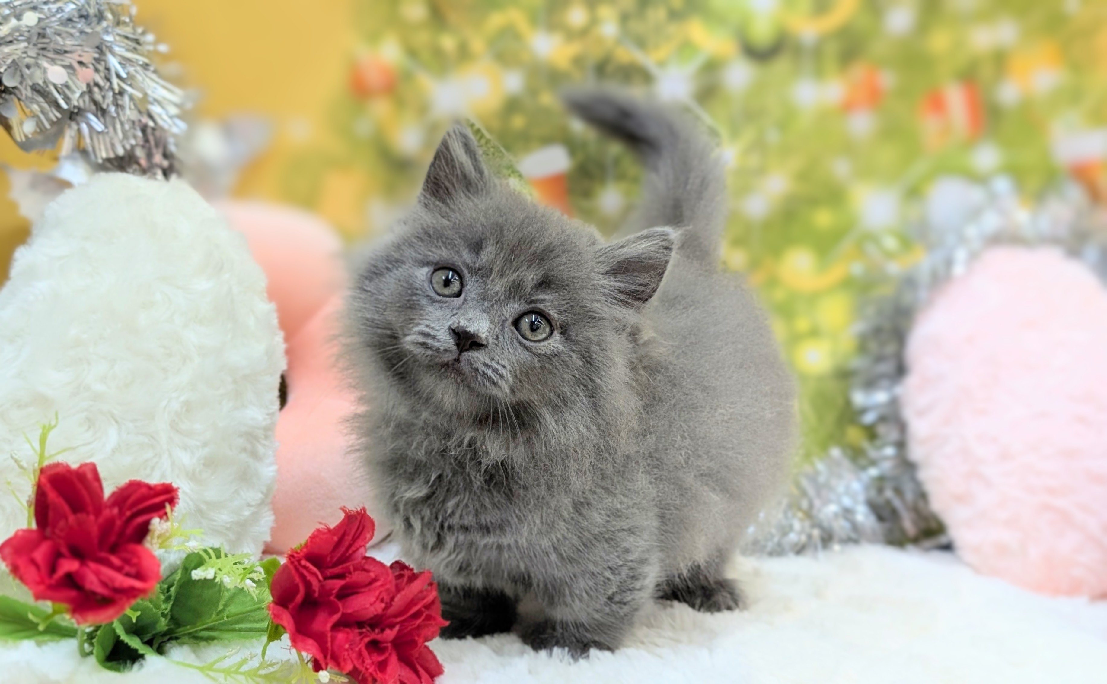 兵庫県のマンチカン (ペッツワン神戸西神南店/2025年10月13日生まれ/男の子/ブルータビー)の子猫の1枚目の画像