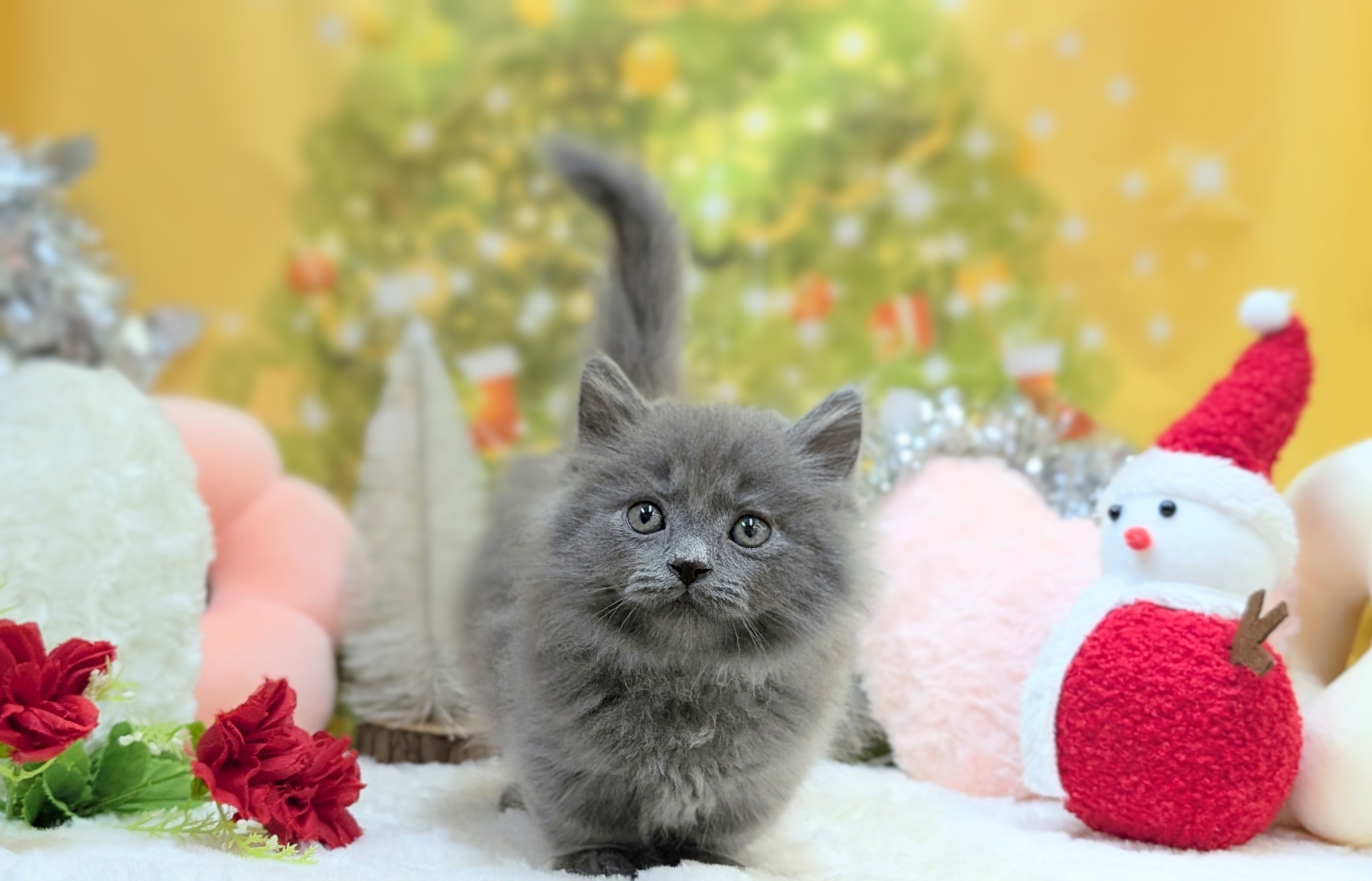 兵庫県のマンチカン (ペッツワン神戸西神南店/2025年10月13日生まれ/男の子/ブルータビー)の子猫の3枚目の画像