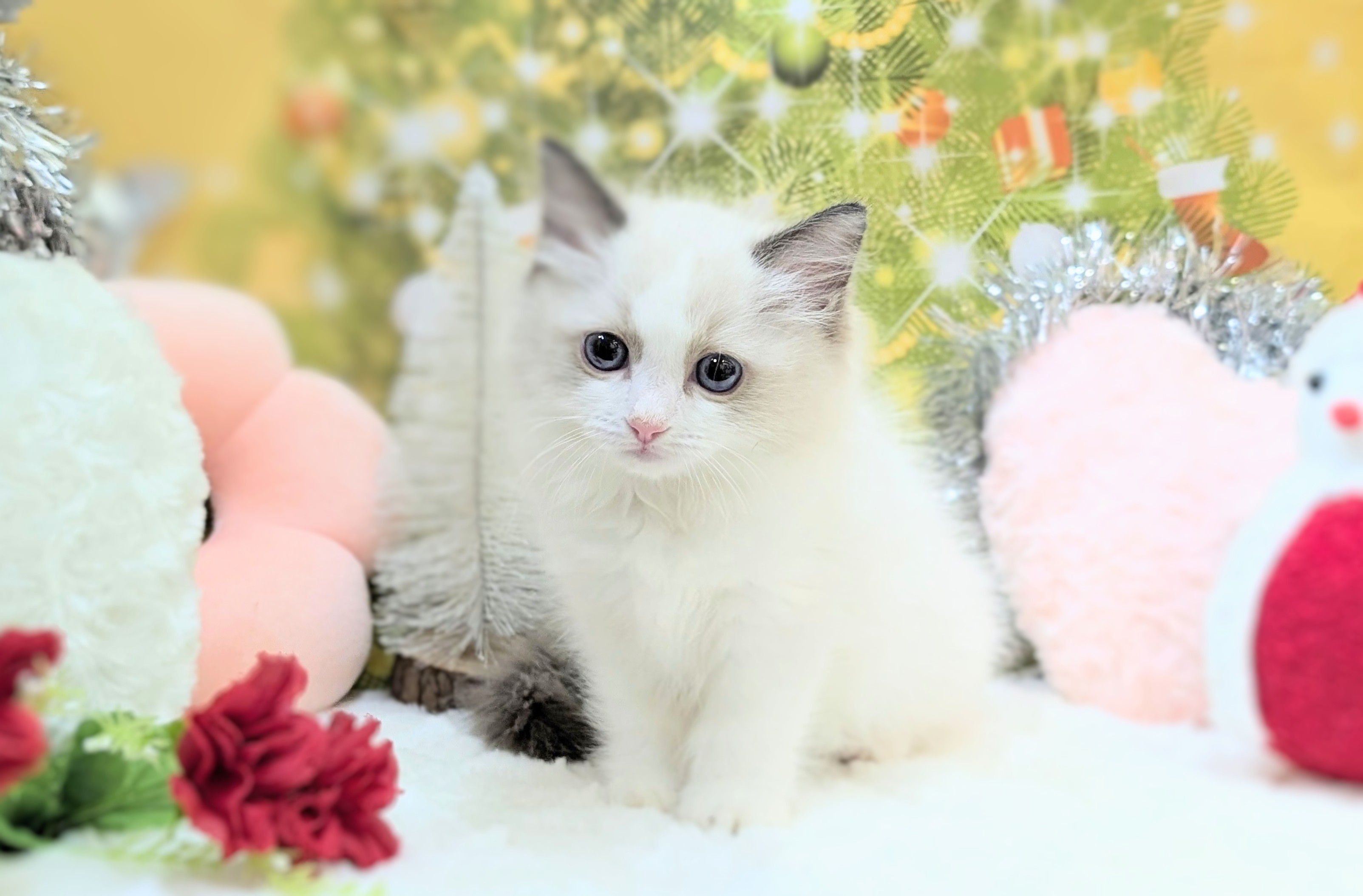 兵庫県のラグドール (ペッツワン神戸西神南店/2025年10月15日生まれ/女の子/シールポイントバイカラー)の子猫の1枚目の画像