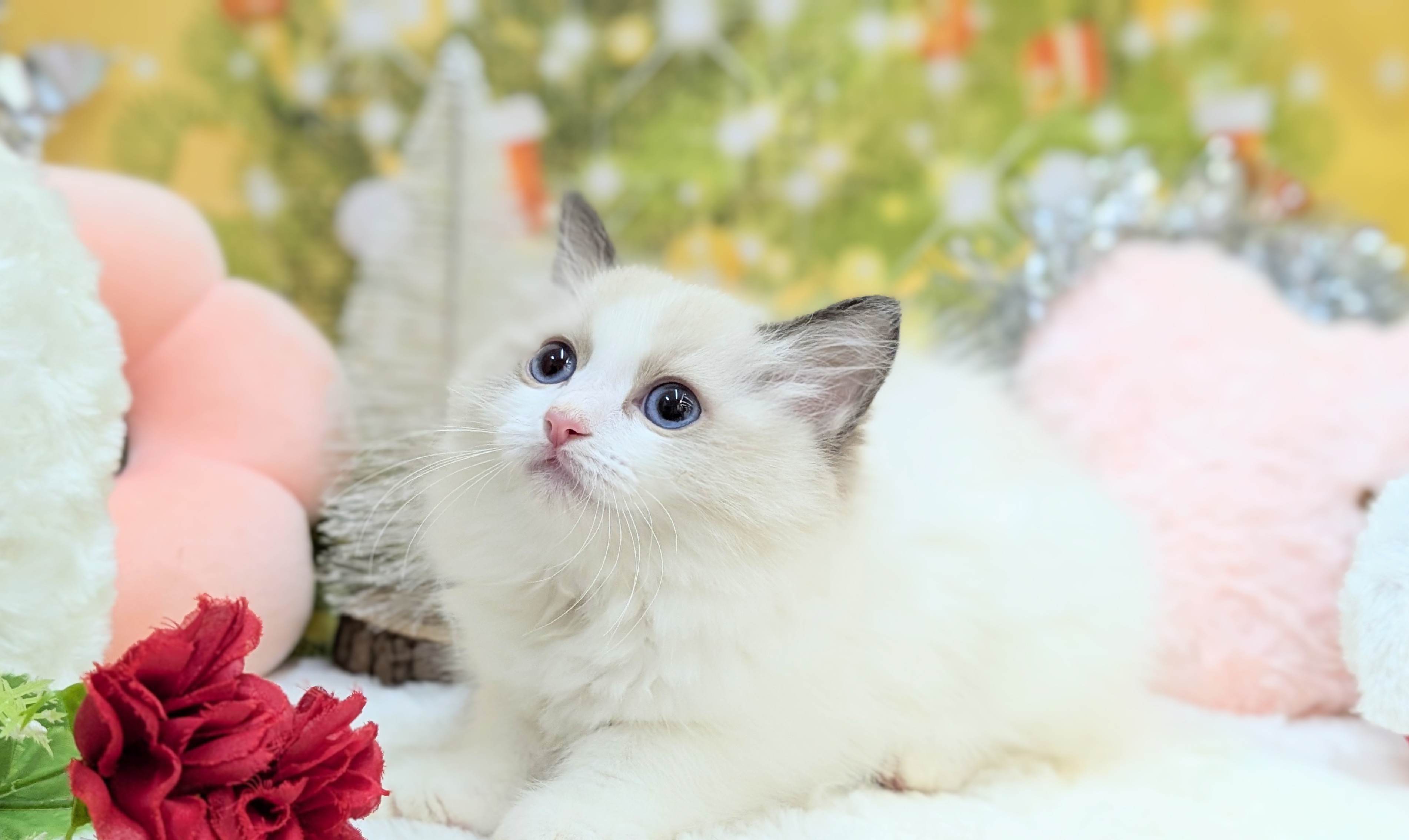 兵庫県のラグドール (ペッツワン神戸西神南店/2025年10月15日生まれ/女の子/シールポイントバイカラー)の子猫の2枚目の画像