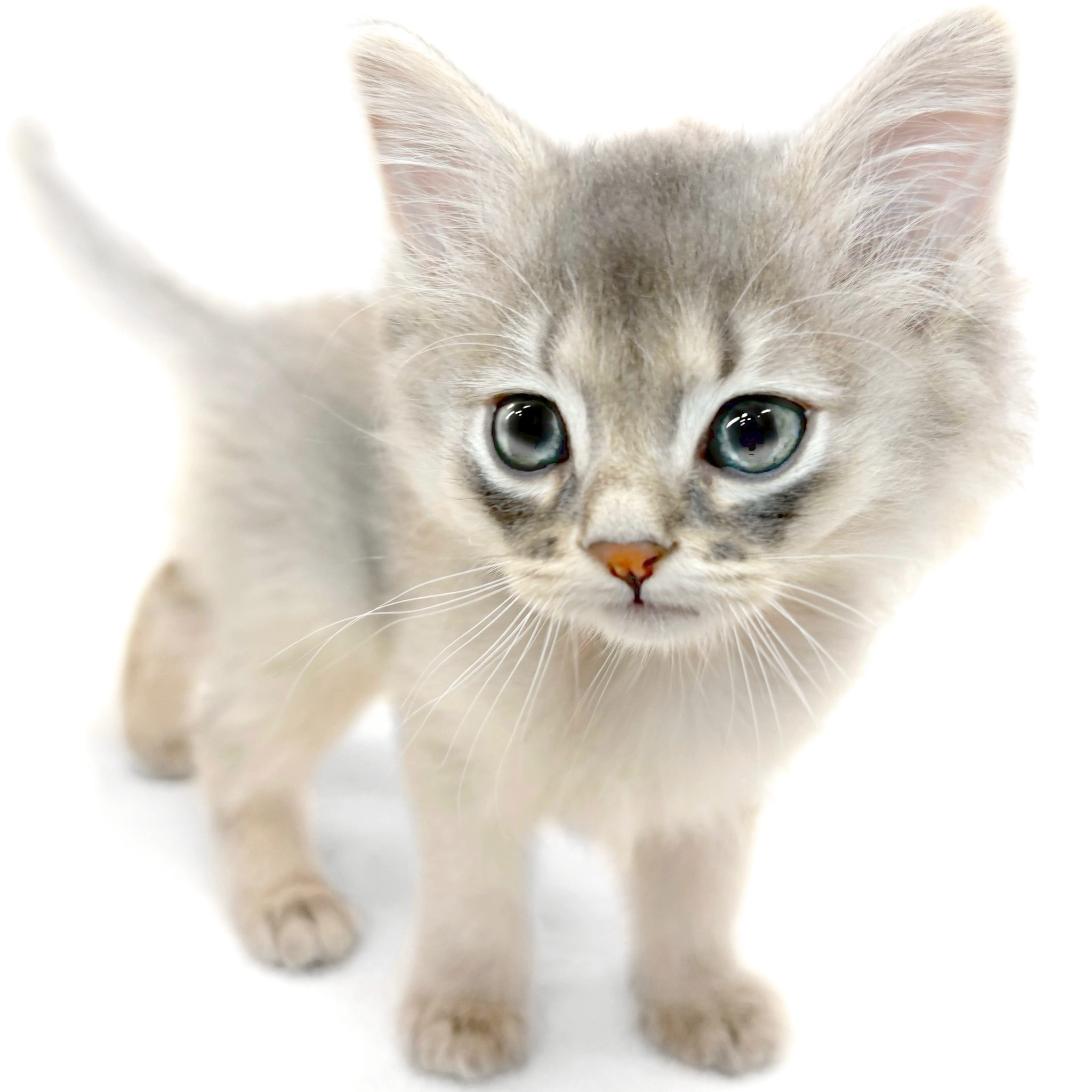 神奈川県のソマリ (ペッツワン城山店/2025年10月14日生まれ/男の子/ブルー)の子猫