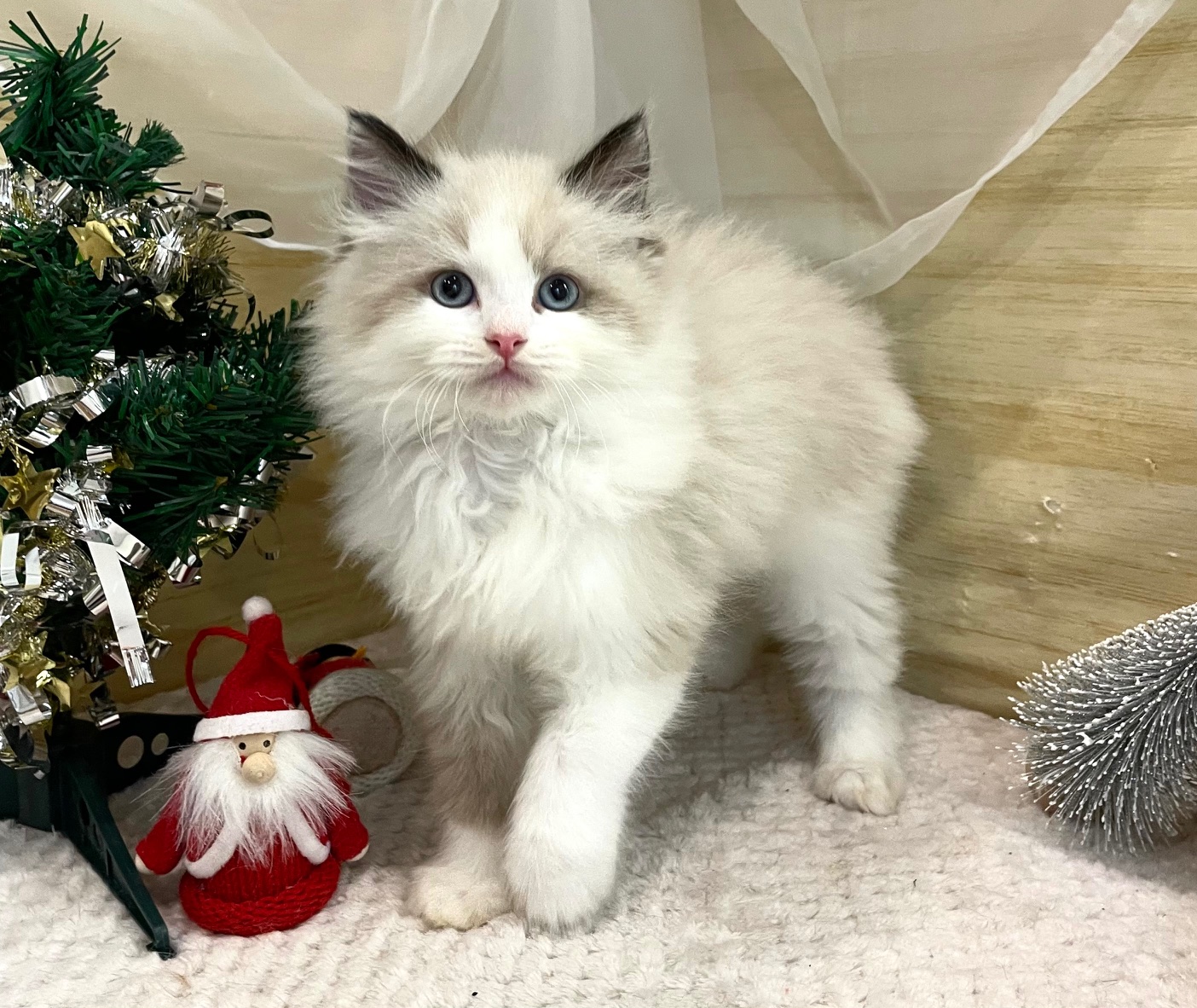 【ラグドール】 もっと知りたいラグドールの秘密！ よく間違われる猫種とも比べてみた