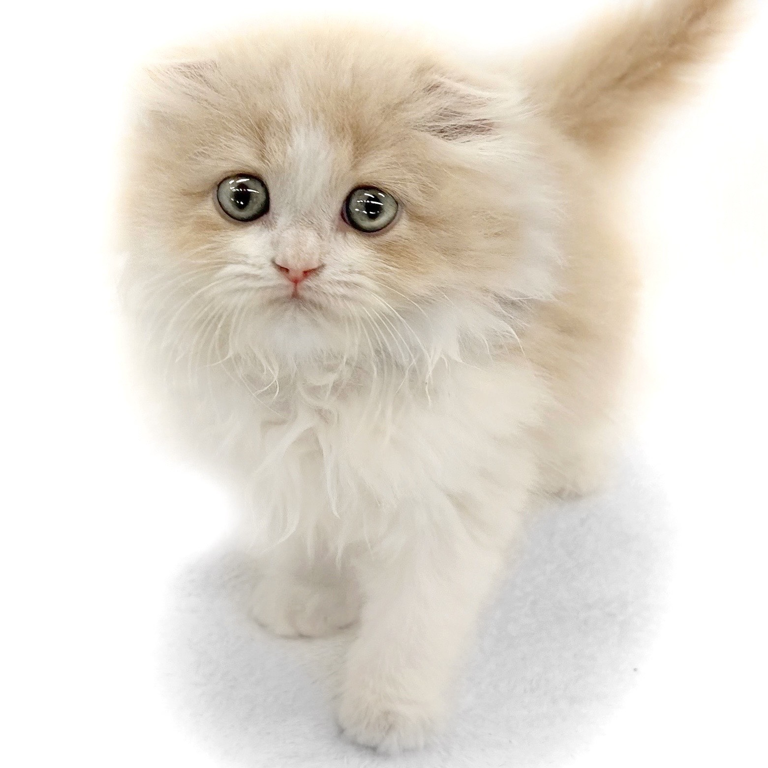 神奈川県のスコティッシュフォールド (ペッツワン城山店/2025年10月18日生まれ/男の子/クリームホワイト)の子猫
