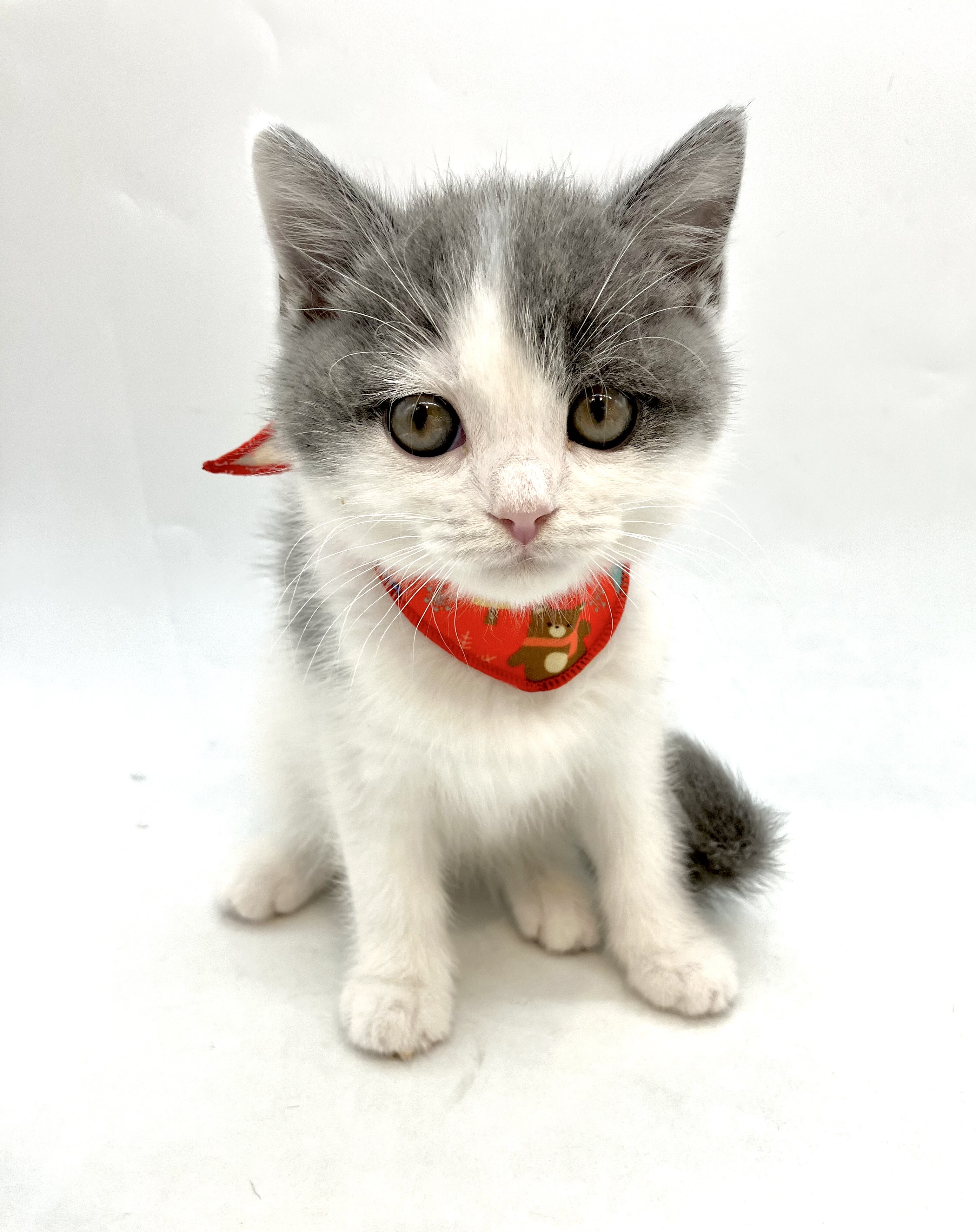 埼玉県のマンチカン (ペッツワン行田店/2025年9月22日生まれ/男の子/ブルーホワイト)の子猫の1枚目の画像