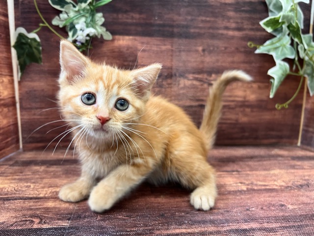 千葉県のマンチカン (ペッツワン富津店/2025年4月5日生まれ/女の子/レッドタビー)の子猫の3枚目の画像