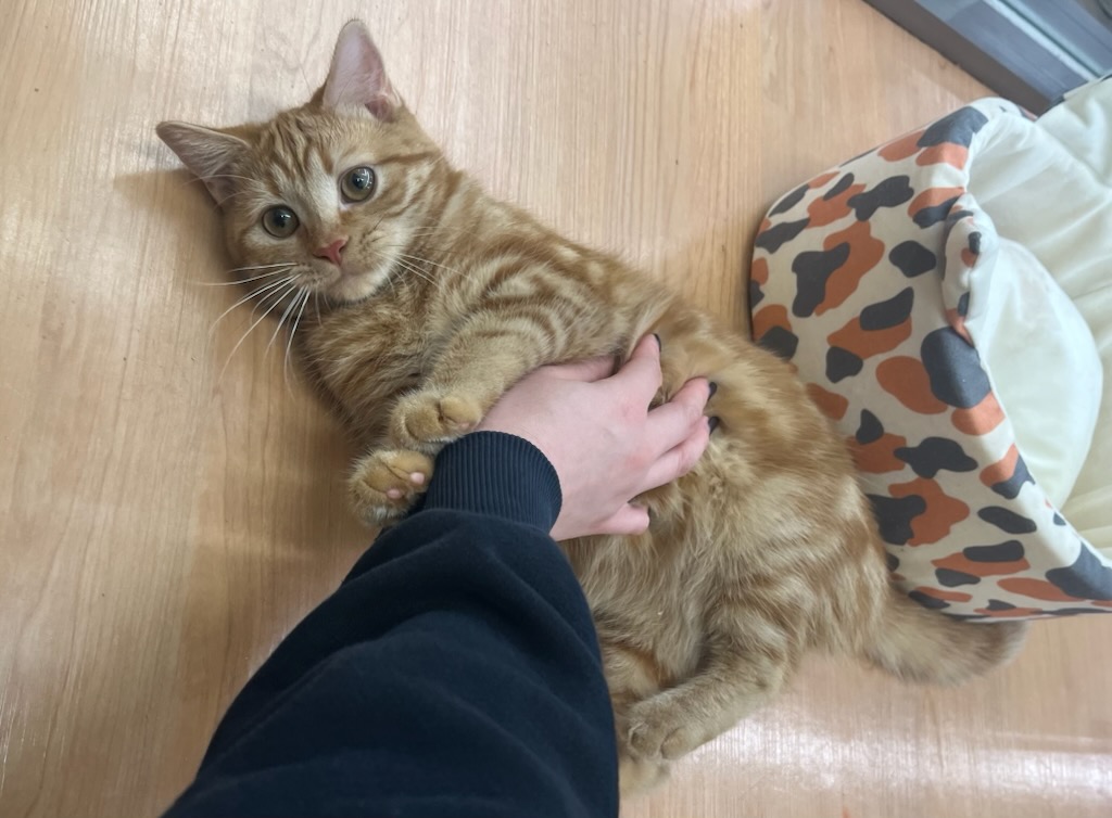 千葉県のマンチカン (ペッツワン富津店/2025年4月5日生まれ/女の子/レッドタビー)の子猫の2枚目の画像