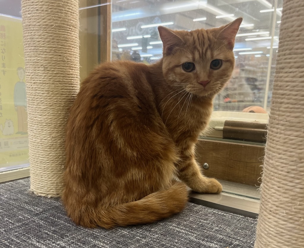 千葉県のマンチカン (ペッツワン富津店/2025年4月5日生まれ/女の子/レッドタビー)の子猫の1枚目の画像