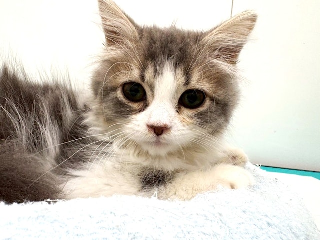 ネコ - 宇都宮平出店 | ペッツワン