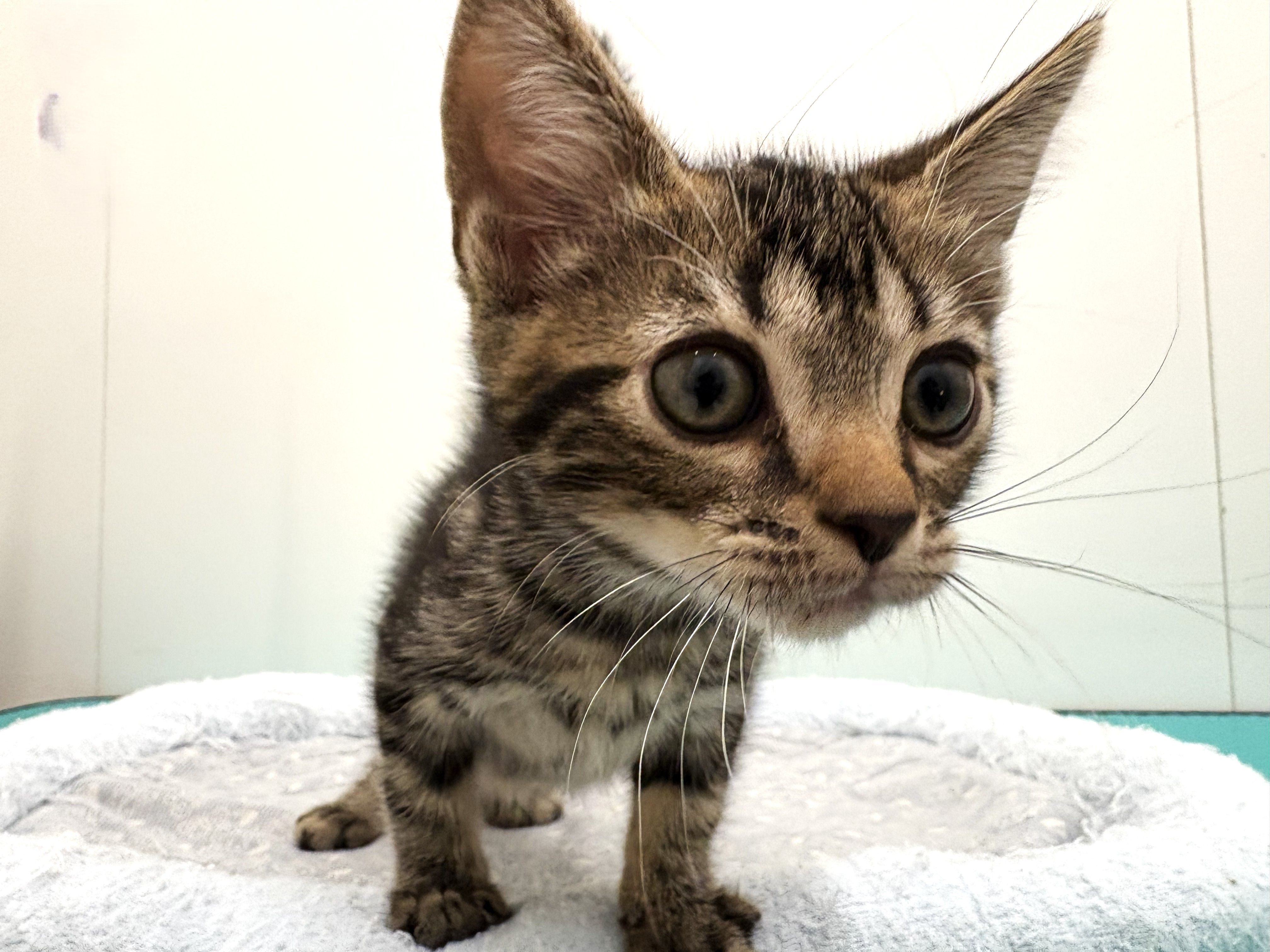 ネコ - 宇都宮平出店 | ペッツワン