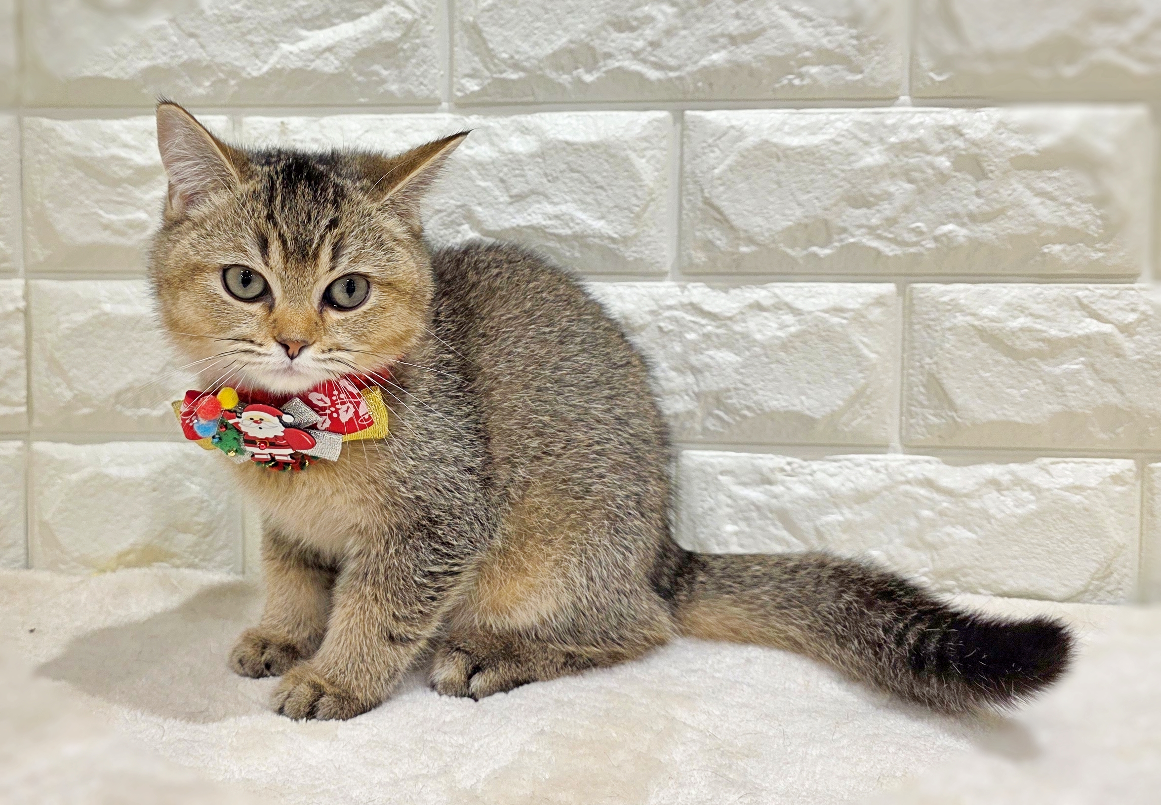 京都府のスコティッシュフォールド (ペッツワン亀岡店/2025年8月12日生まれ/男の子/ブラウンティックドタビー)の子猫の1枚目の画像