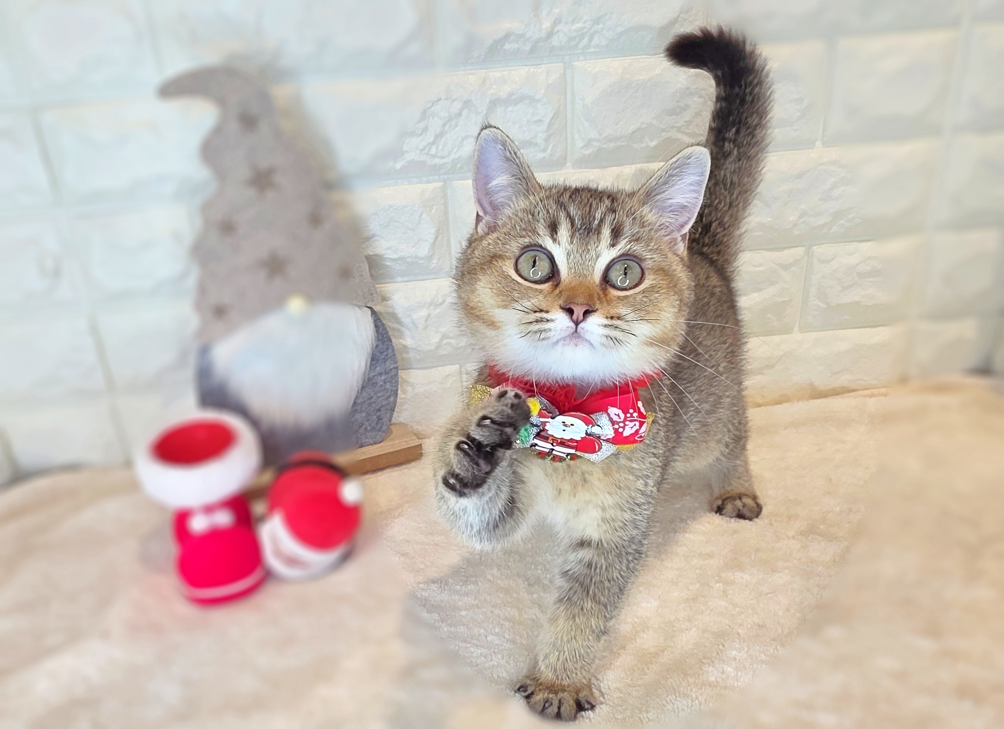 京都府のスコティッシュフォールド (ペッツワン亀岡店/2025年8月12日生まれ/男の子/ブラウンティックドタビー)の子猫の3枚目の画像