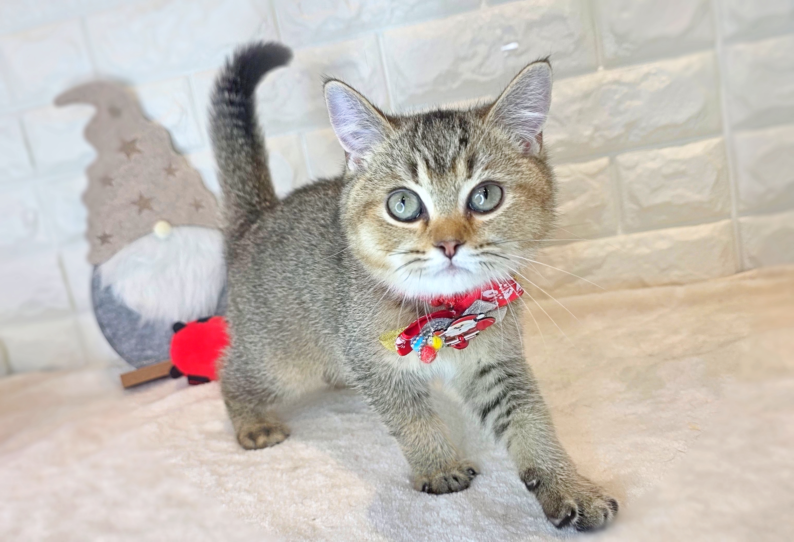 京都府のスコティッシュフォールド (ペッツワン亀岡店/2025年8月12日生まれ/男の子/ブラウンティックドタビー)の子猫の2枚目の画像