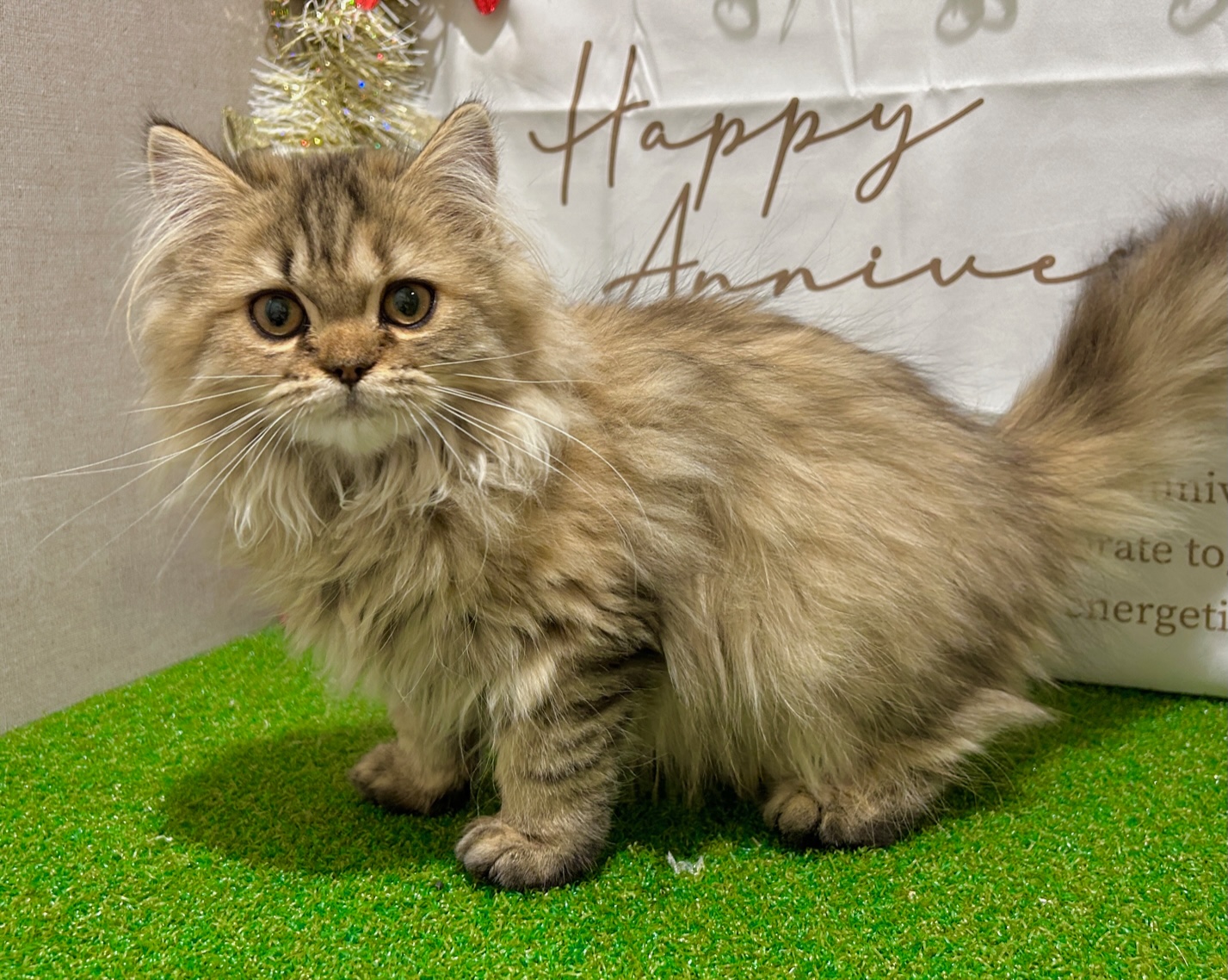 茨城県のミヌエット (ペッツワン水戸店/2025年8月30日生まれ/女の子/チンチラゴールデン)の子猫の3枚目の画像