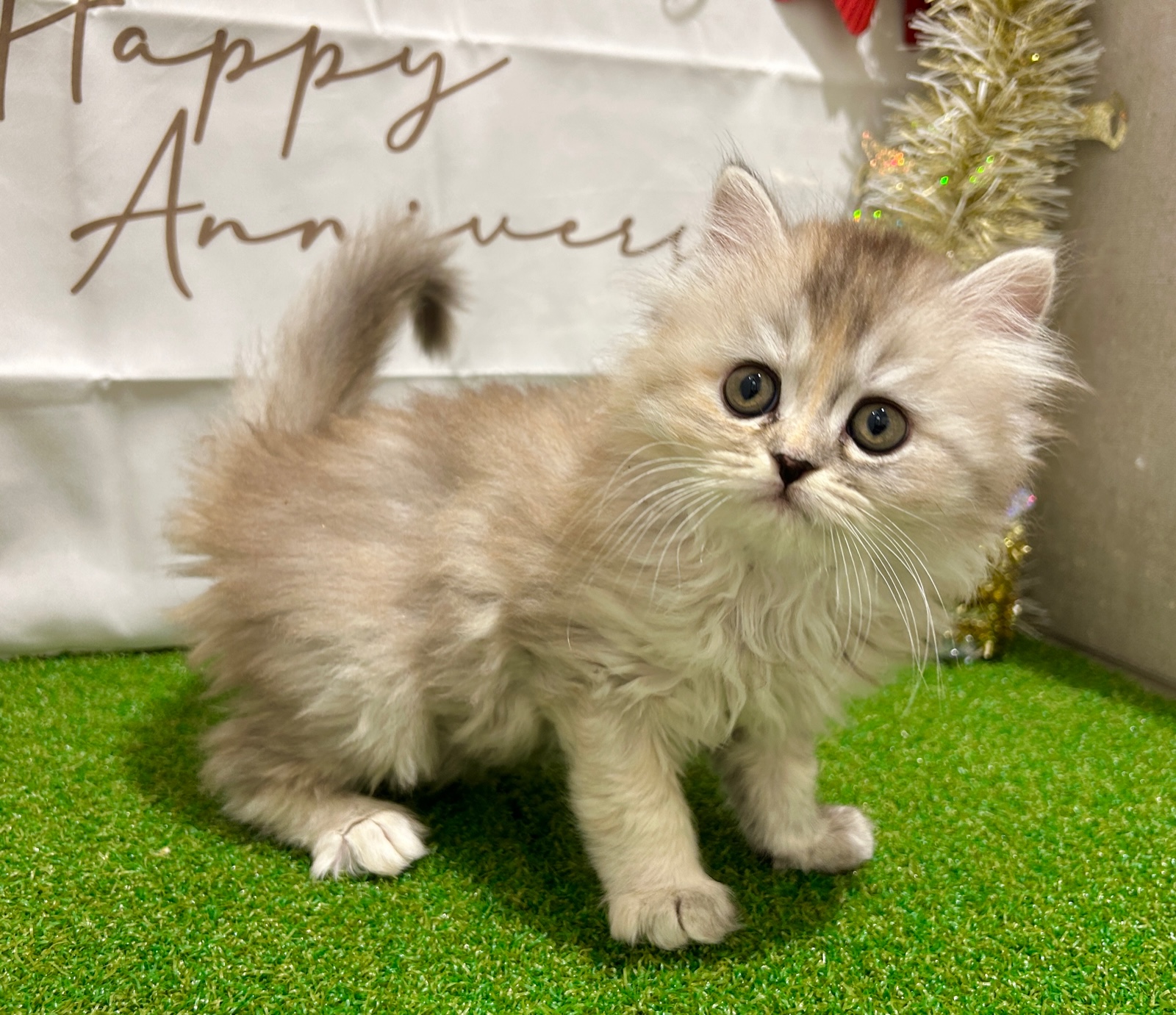 茨城県のマンチカン (ペッツワン水戸店/2025年10月18日生まれ/女の子/シルバーパッチドタビー)の子猫の3枚目の画像