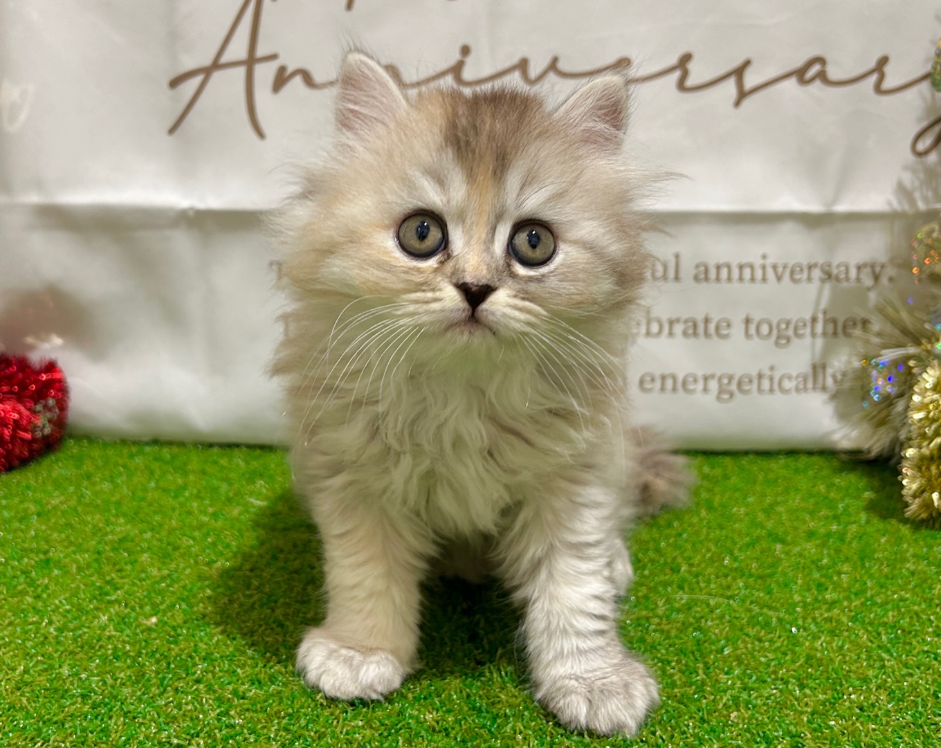 茨城県のマンチカン (ペッツワン水戸店/2025年10月18日生まれ/女の子/シルバーパッチドタビー)の子猫の2枚目の画像