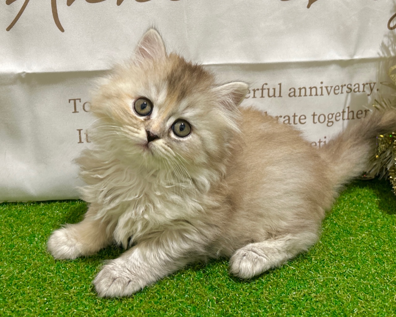 茨城県のマンチカン (ペッツワン水戸店/2025年10月18日生まれ/女の子/シルバーパッチドタビー)の子猫の1枚目の画像