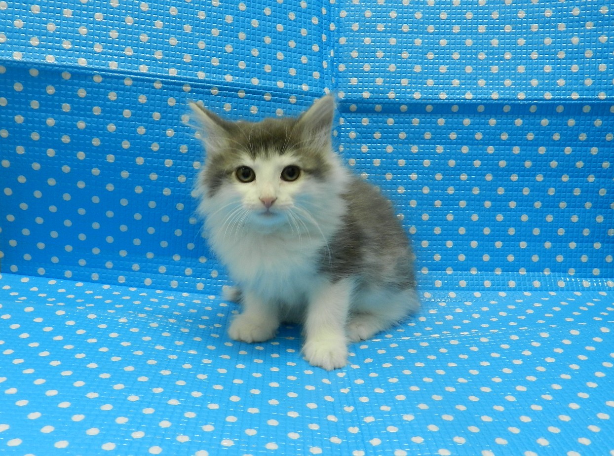 静岡県のノルウェージャンフォレストキャット (ペッツワン御殿場店/2025年10月17日生まれ/男の子/ブルータビーホワイト)の子猫