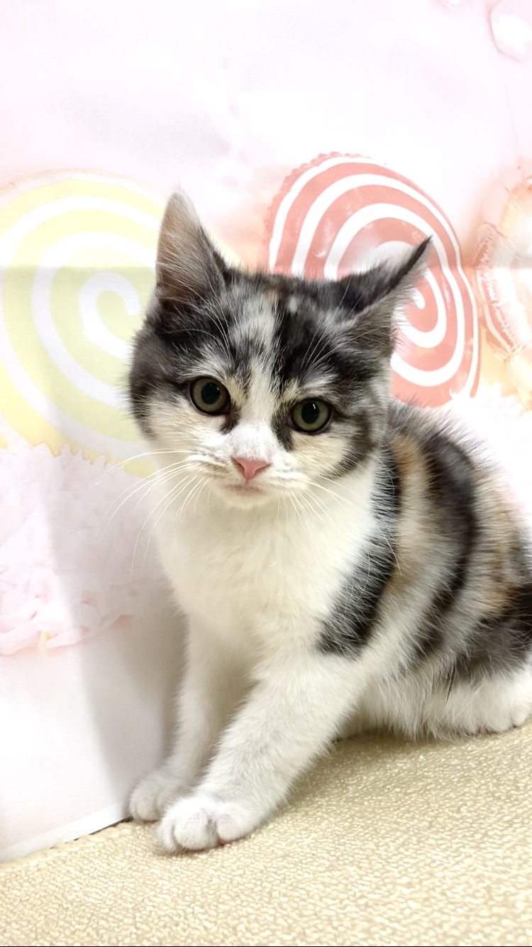 岡山県のマンチカン (ペッツワンFC津山店/2025年9月16日生まれ/女の子/キャリコ)の子猫