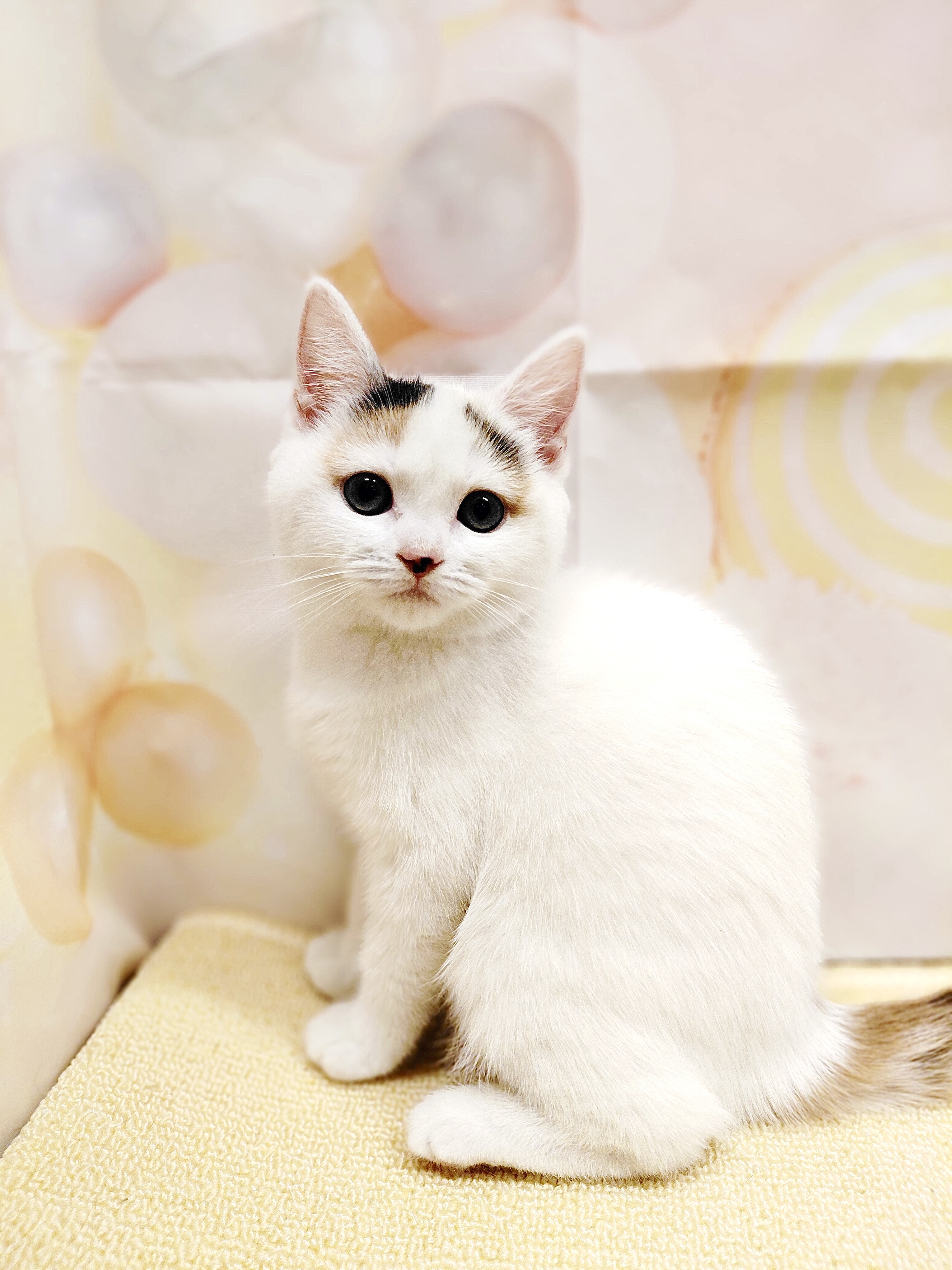 岡山県のマンチカン (ペッツワンFC津山店/2025年9月16日生まれ/女の子/キャリコ)の子猫