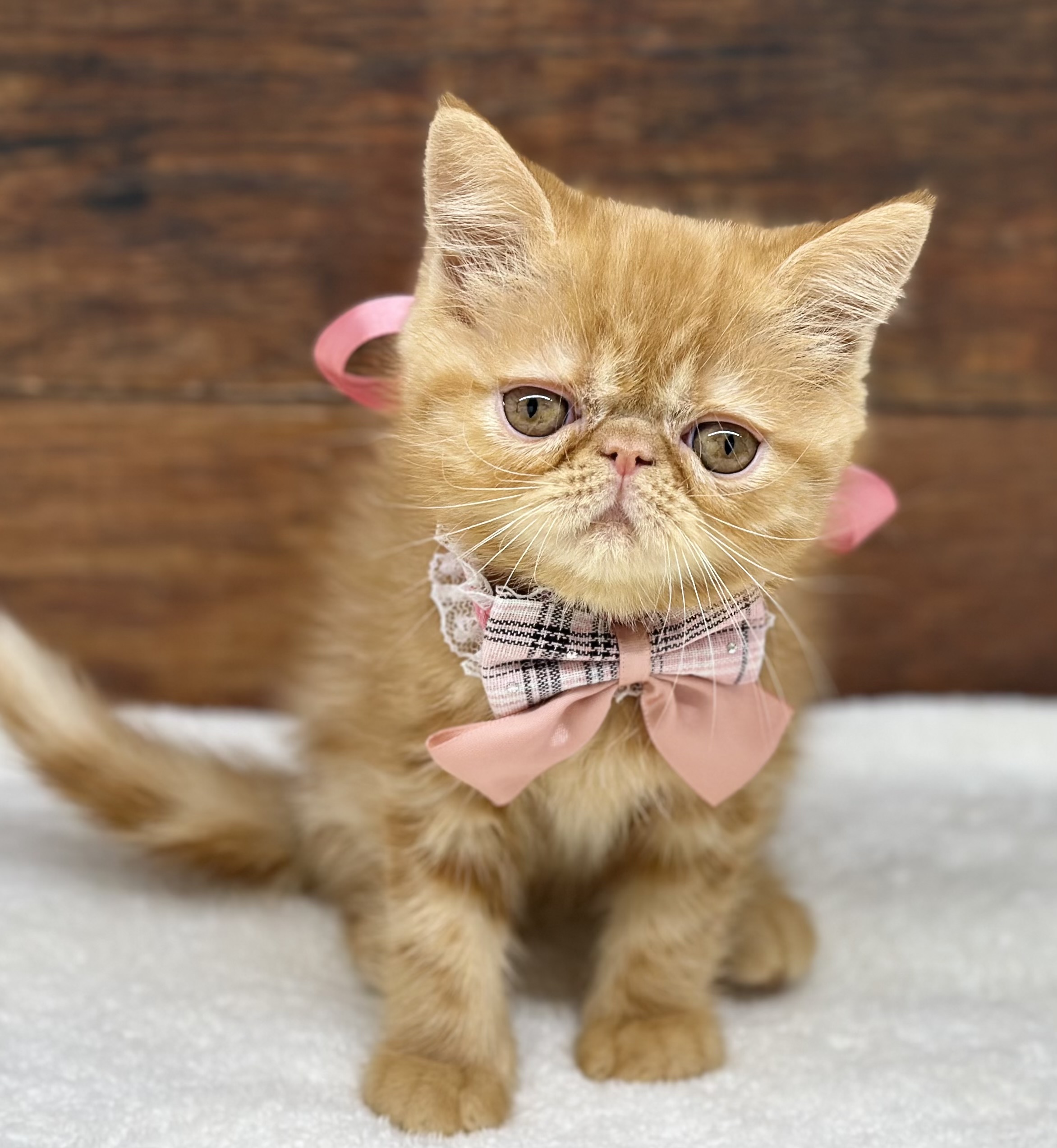 愛知県のエキゾチック (ペッツワン名古屋大高インター店/2025年10月22日生まれ/男の子/レッドタビー)の子猫