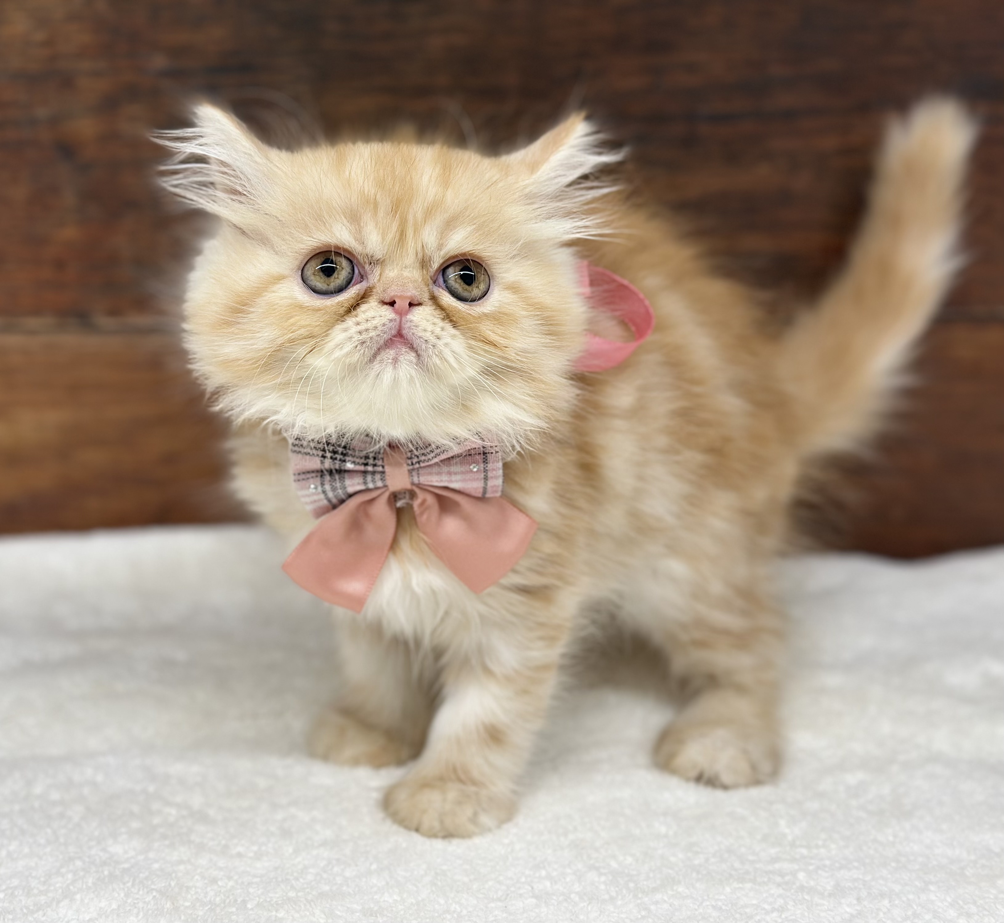 愛知県のエキゾチック (ペッツワン名古屋大高インター店/2025年10月22日生まれ/女の子/レッドタビー)の子猫の3枚目の画像