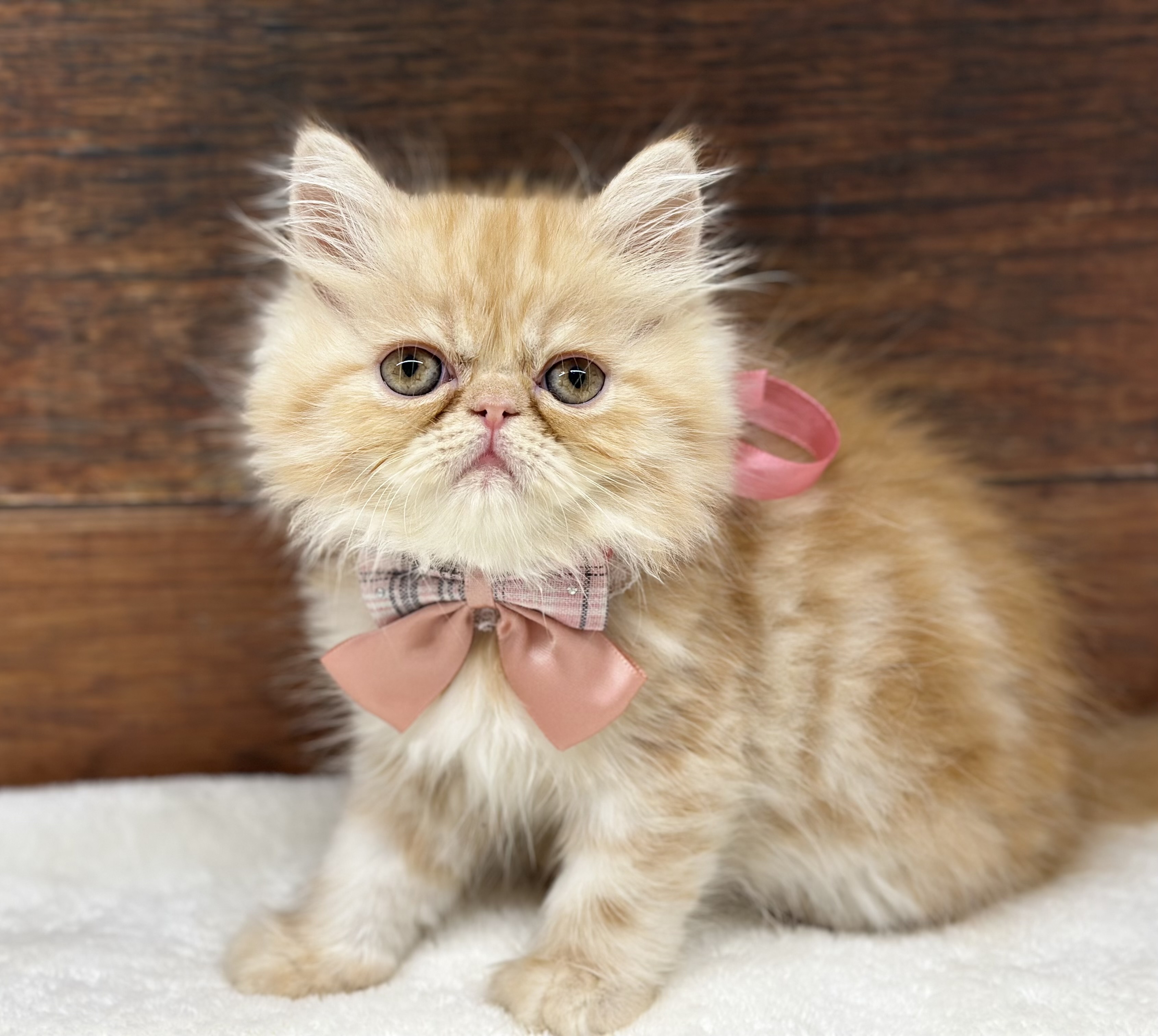 愛知県のエキゾチック (ペッツワン名古屋大高インター店/2025年10月22日生まれ/女の子/レッドタビー)の子猫の2枚目の画像