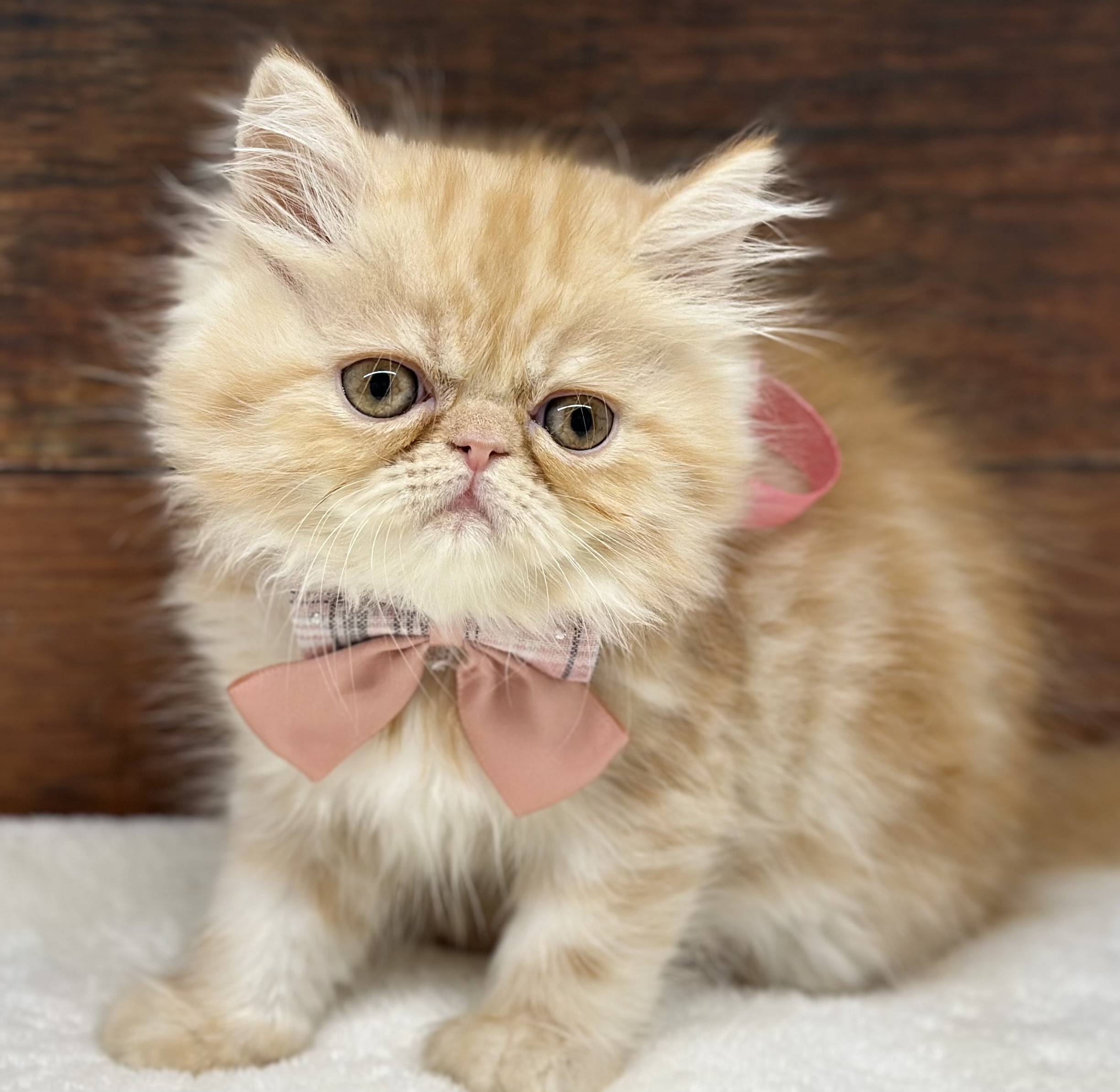 愛知県のエキゾチック (ペッツワン名古屋大高インター店/2025年10月22日生まれ/女の子/レッドタビー)の子猫の1枚目の画像