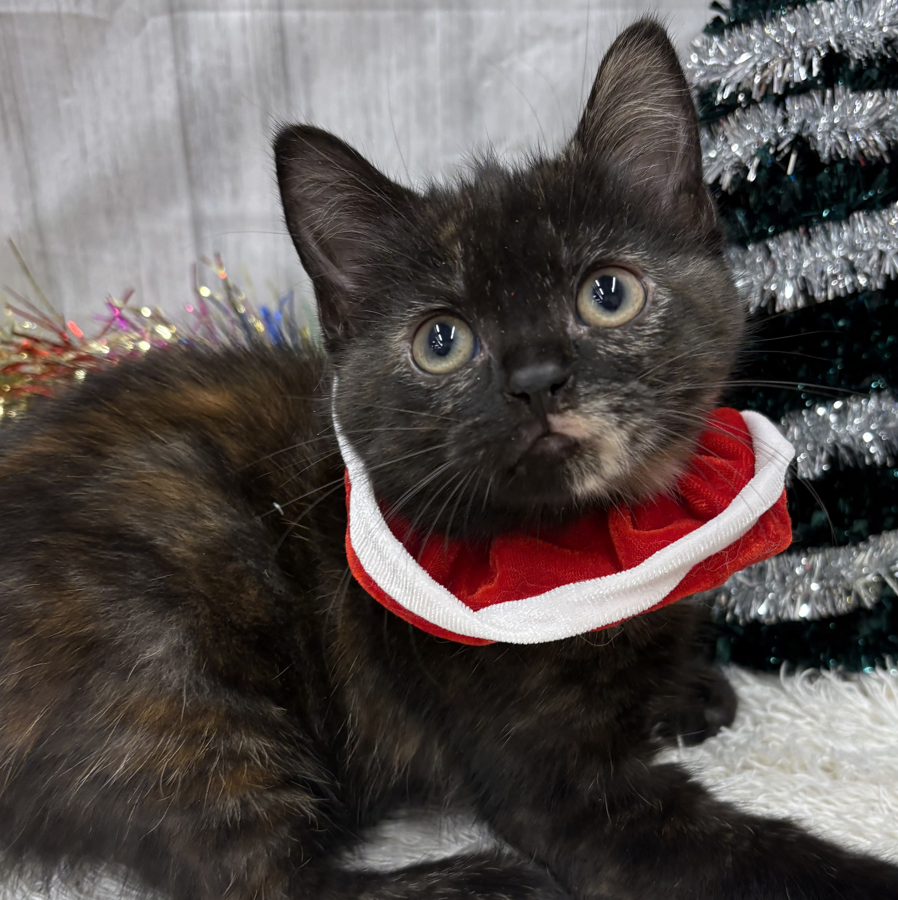 千葉県のスコティッシュストレート (ペッツワン佐倉店/2025年10月19日生まれ/女の子/トーティーシェル)の子猫の3枚目の画像