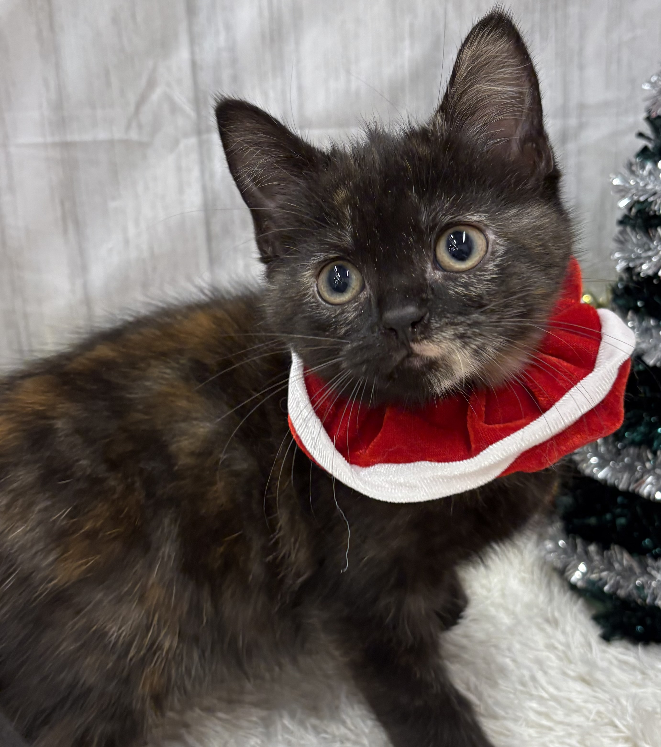 千葉県のスコティッシュストレート (ペッツワン佐倉店/2025年10月19日生まれ/女の子/トーティーシェル)の子猫の2枚目の画像