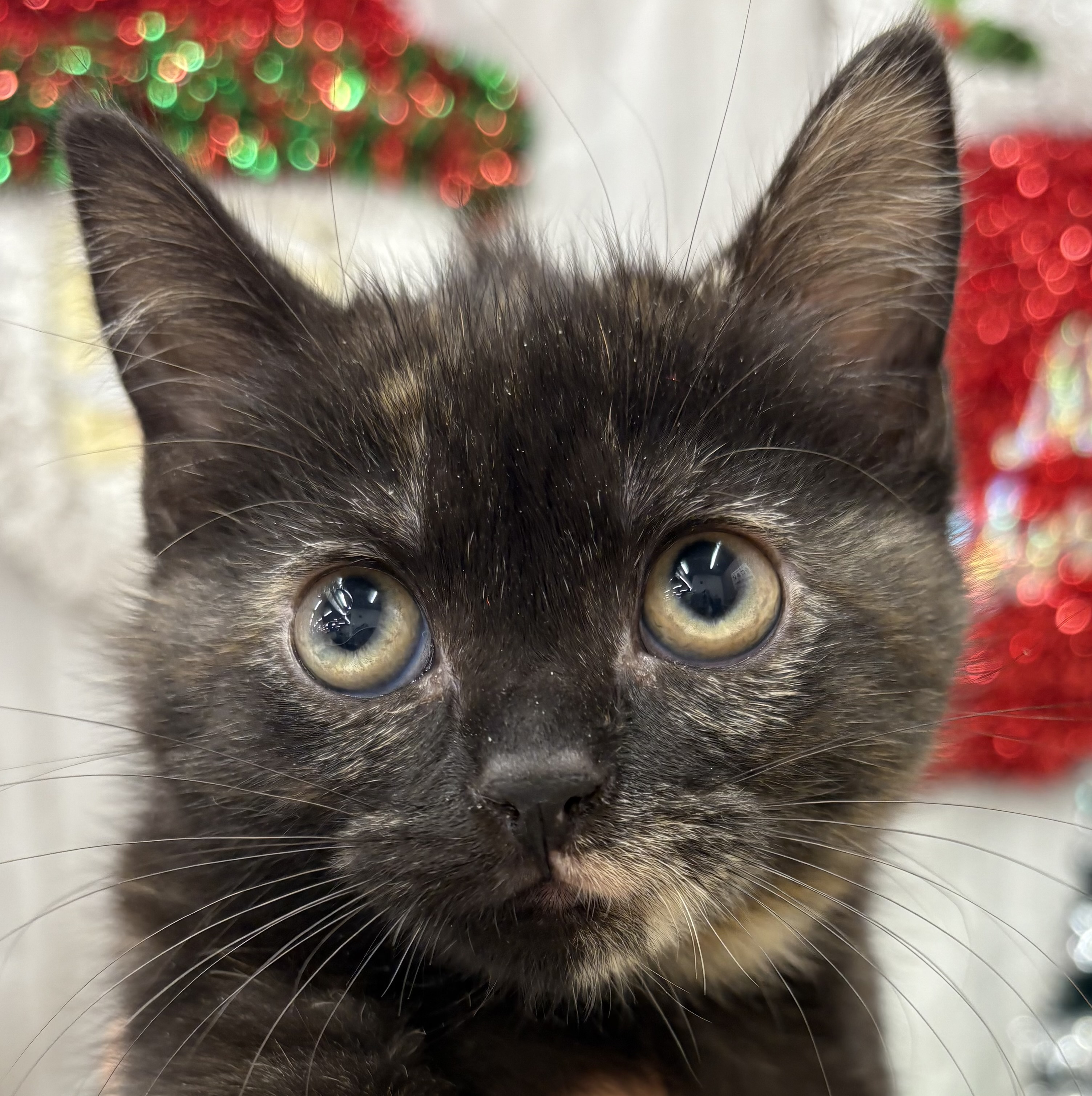 千葉県のスコティッシュストレート (ペッツワン佐倉店/2025年10月19日生まれ/女の子/トーティーシェル)の子猫の1枚目の画像