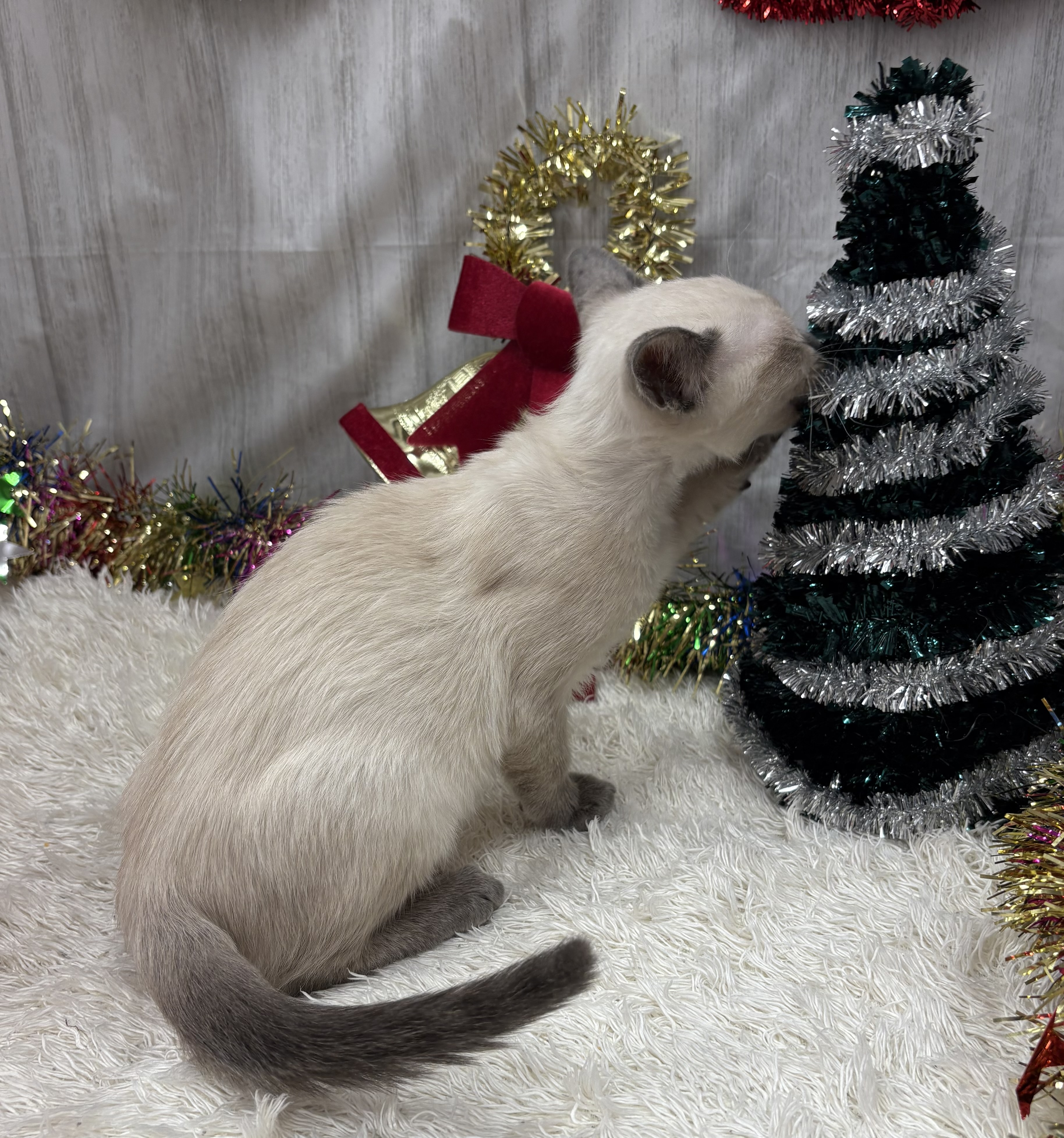 千葉県のトンキニーズ (ペッツワン佐倉店/2025年10月2日生まれ/女の子/プラチナミンク)の子猫の3枚目の画像