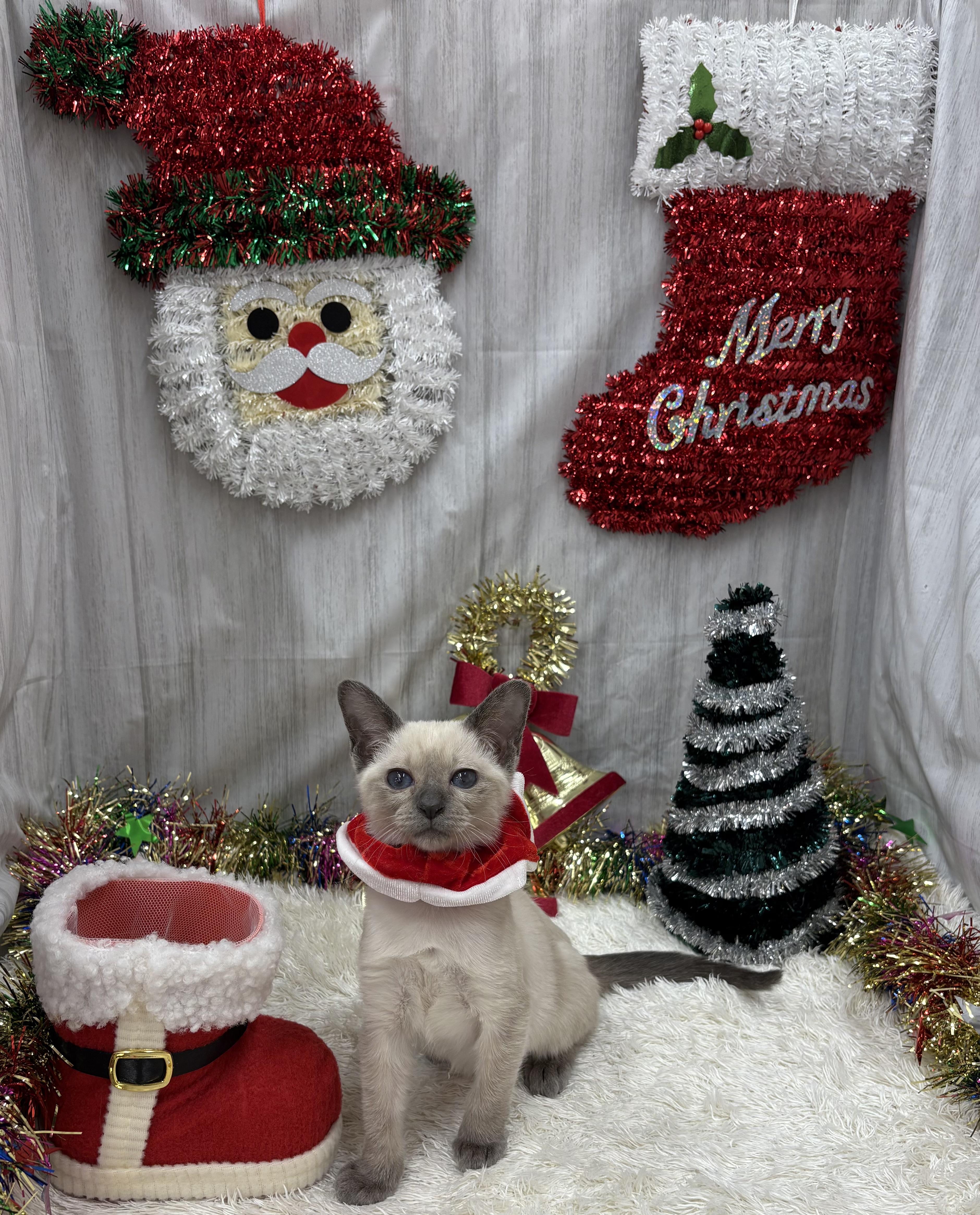 千葉県のトンキニーズ (ペッツワン佐倉店/2025年10月2日生まれ/女の子/プラチナミンク)の子猫の2枚目の画像