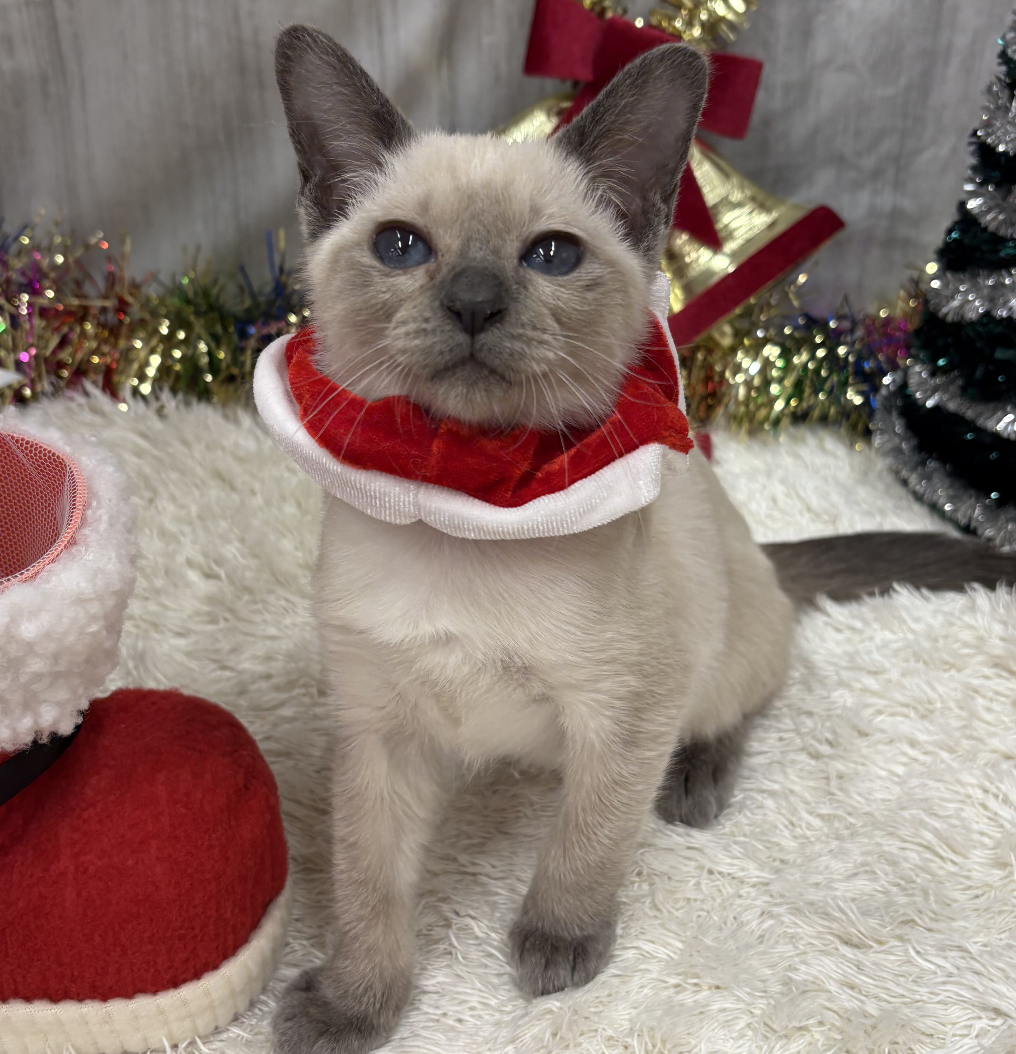 千葉県のトンキニーズ (ペッツワン佐倉店/2025年10月2日生まれ/女の子/プラチナミンク)の子猫