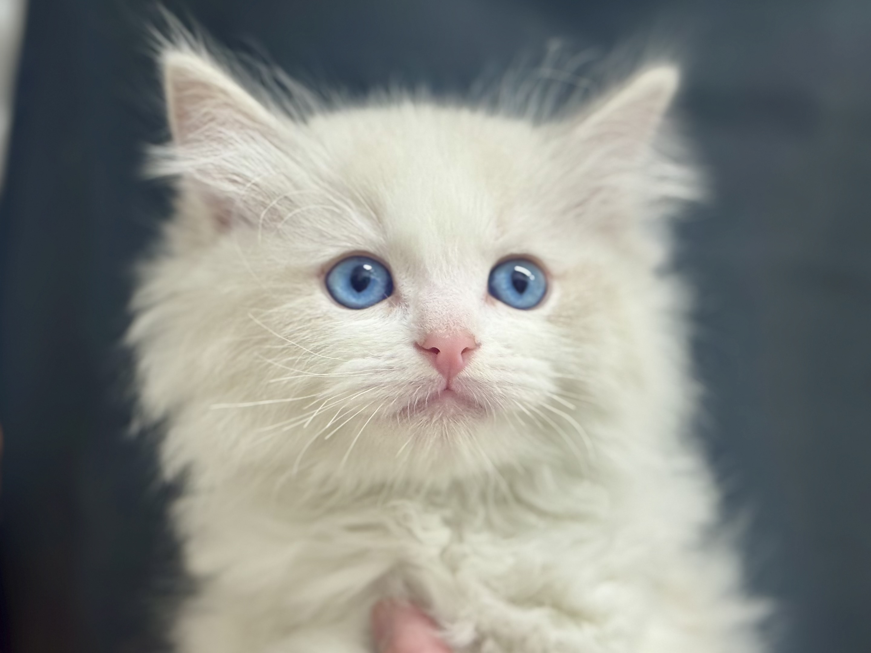 愛知県のラグドール (ペッツワン名古屋堀田店/2025年10月23日生まれ/男の子/ブルーポイントバイカラー)の子猫